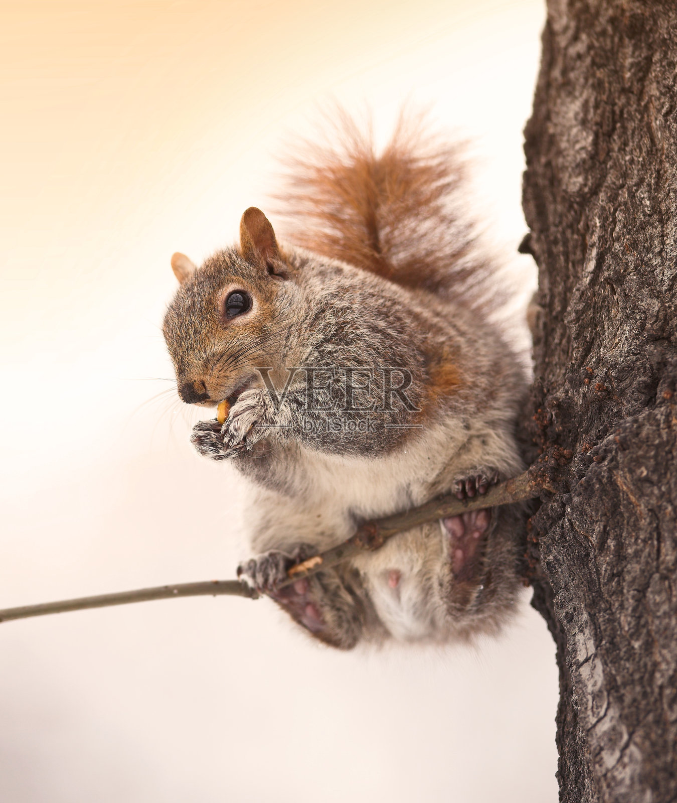 丹麦林地环境中，一只松鼠停留在树枝上的特写照片摄影图片