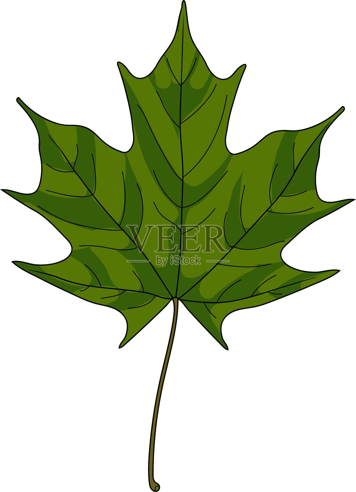 挪威枫树（Acer platanoides）的绿叶，白色背景上孤立插画图片素材