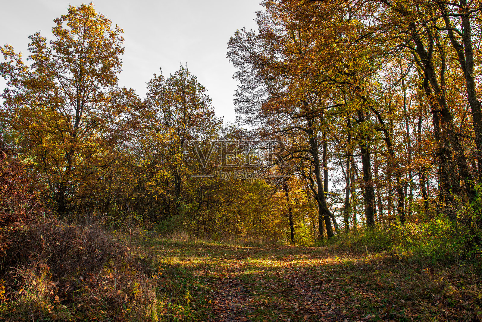 风景。干枯的秋季草甸风光。森林里的秋天照片摄影图片