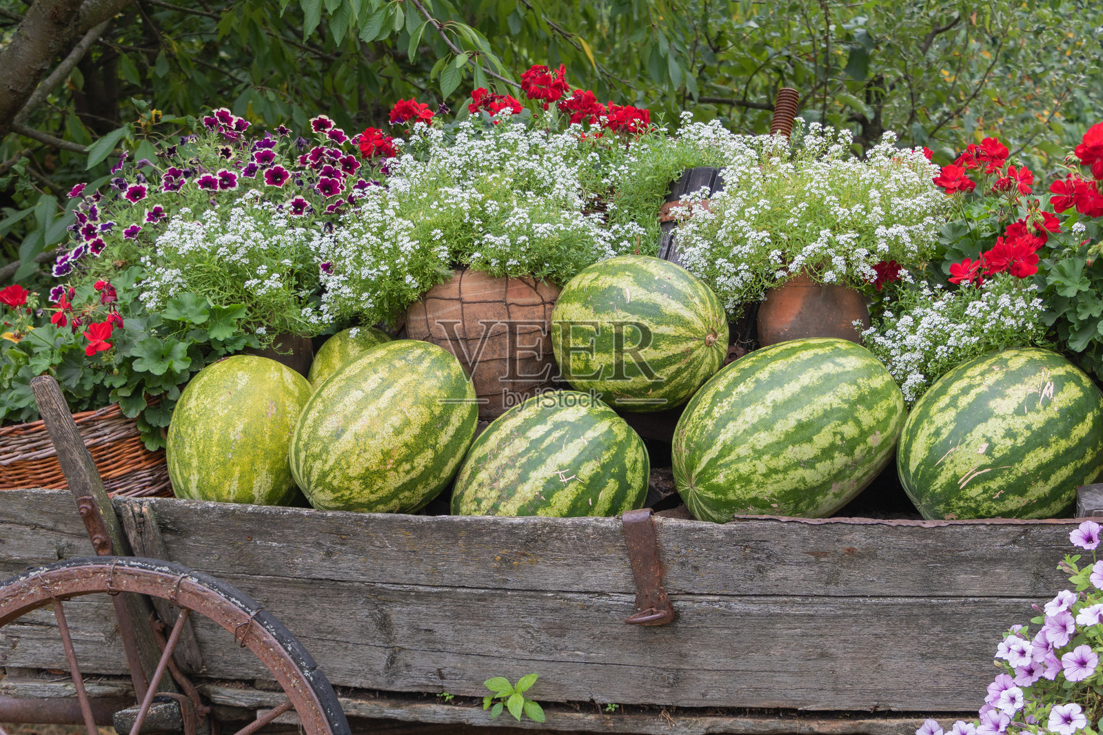 装饰着鲜艳花朵和新鲜绿西瓜的复古木制手推车，展现了乡村丰收的质朴概念和自然之美照片摄影图片