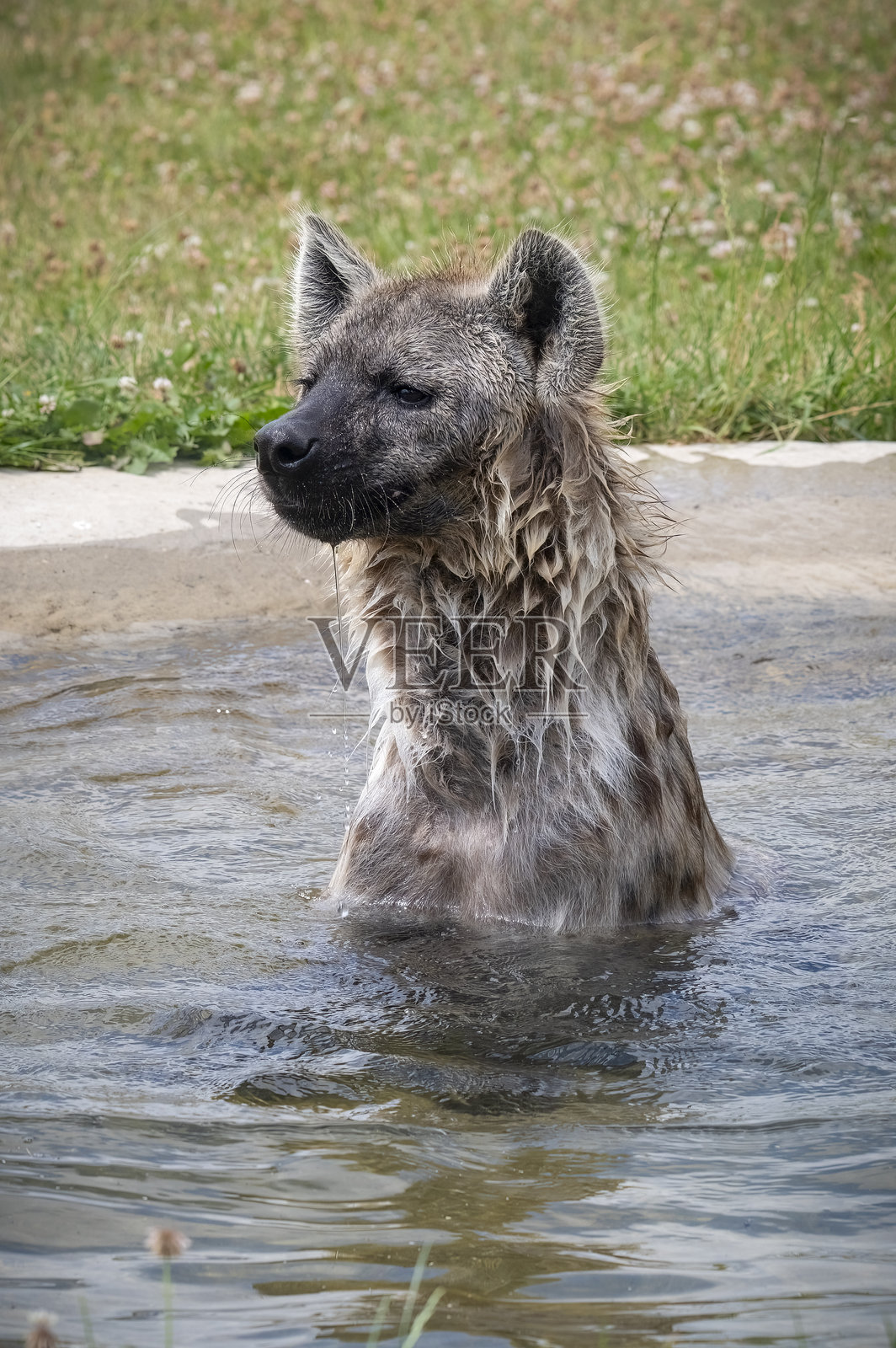 被囚禁的鬣狗在水中玩耍照片摄影图片