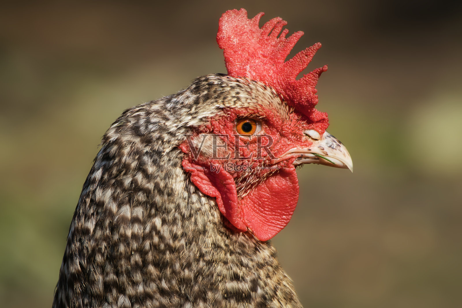 侧面画像，高细节，背景虚化，家鸡公鸡照片摄影图片