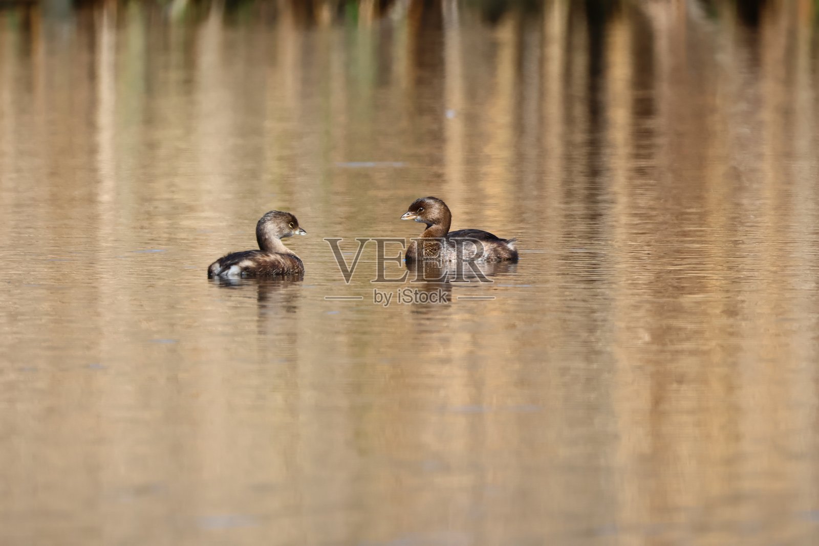 角嘴潜鸭照片摄影图片