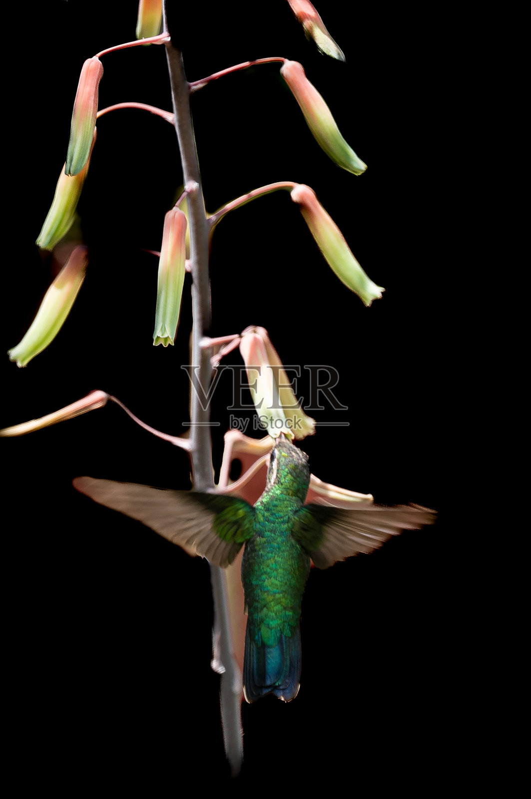 蜂鸟在野花中搜寻花蜜照片摄影图片