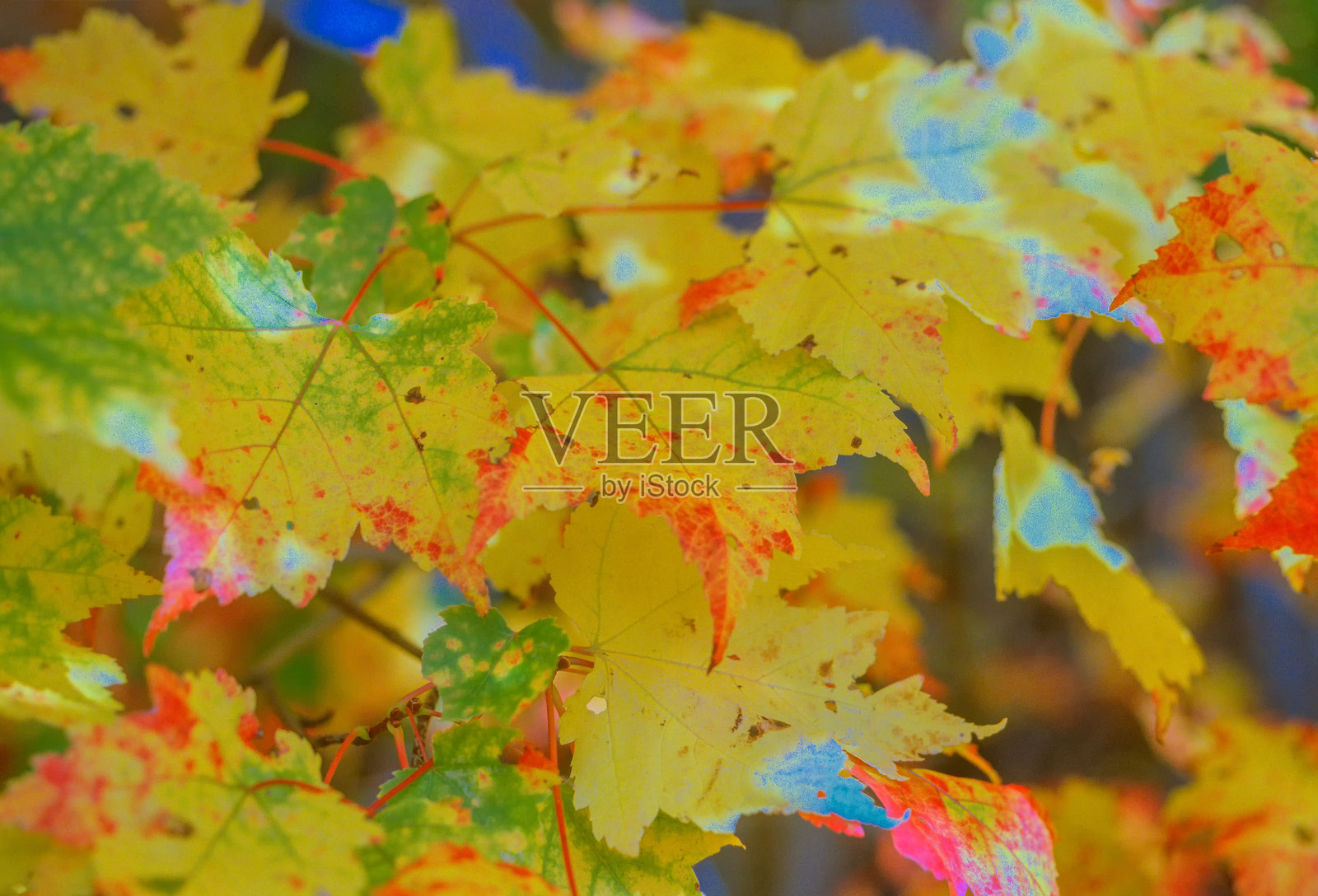 秋叶。秋天的色彩。秋季色彩。照片摄影图片