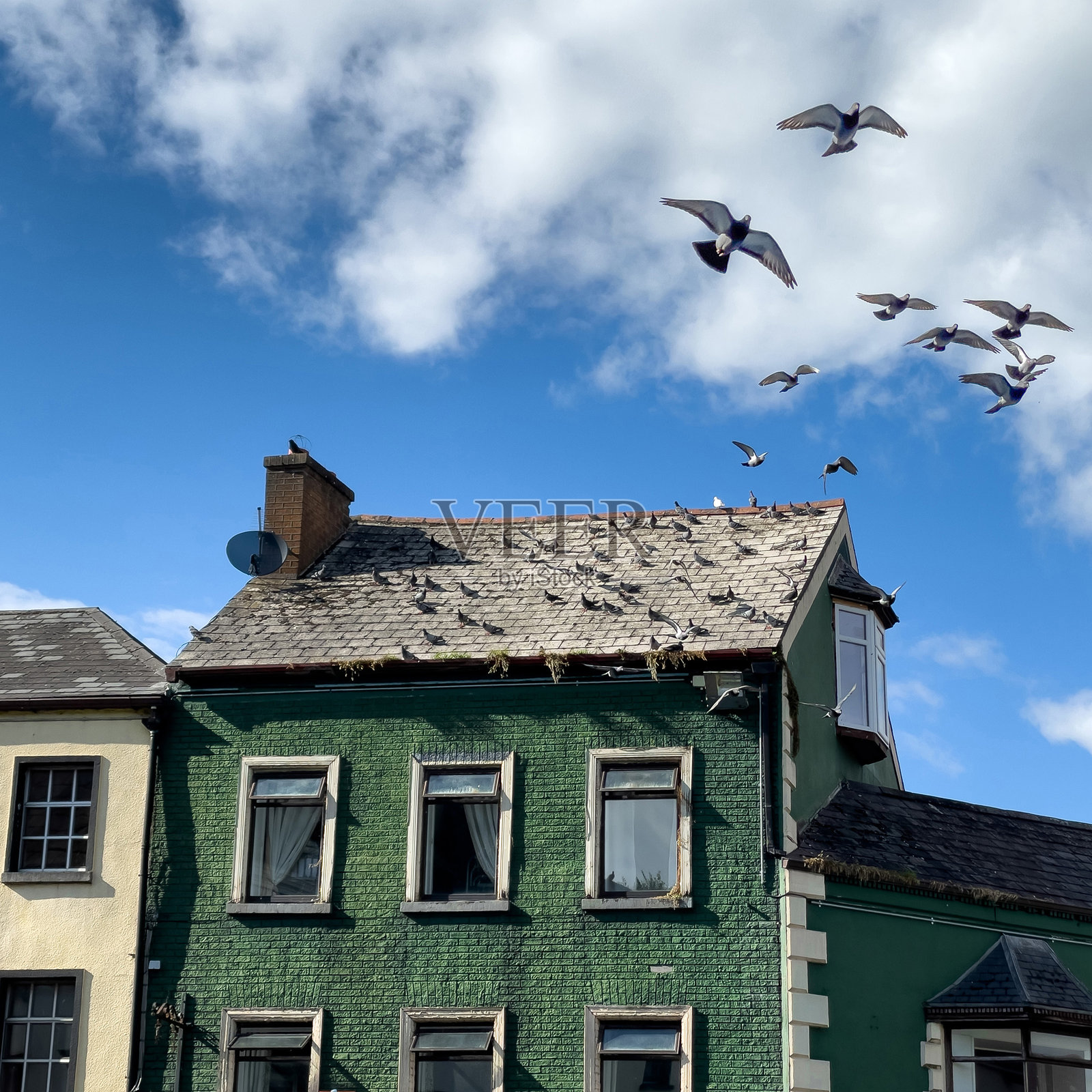 鸽子栖息地照片摄影图片