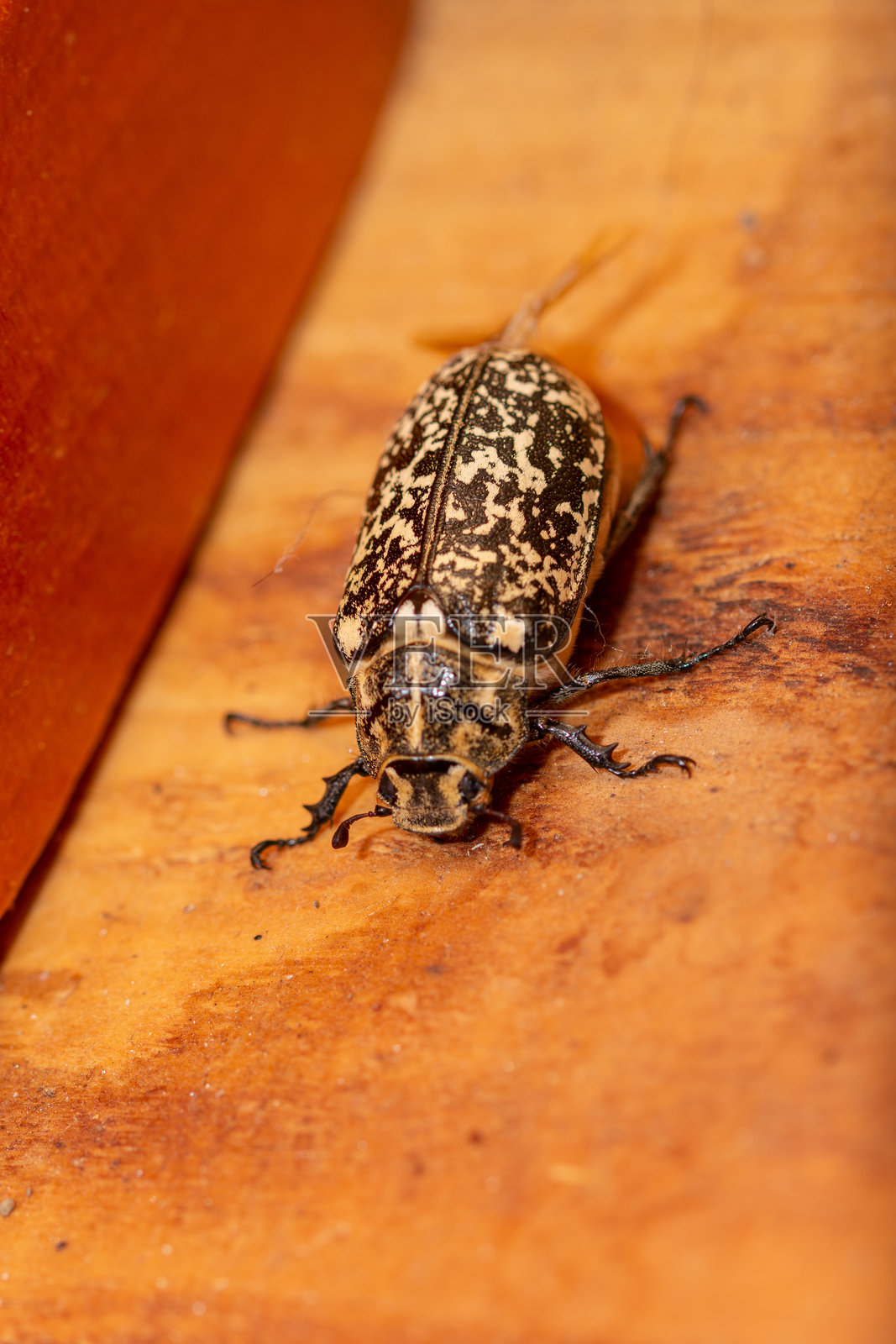 木板上的十星花金龟雌虫照片摄影图片