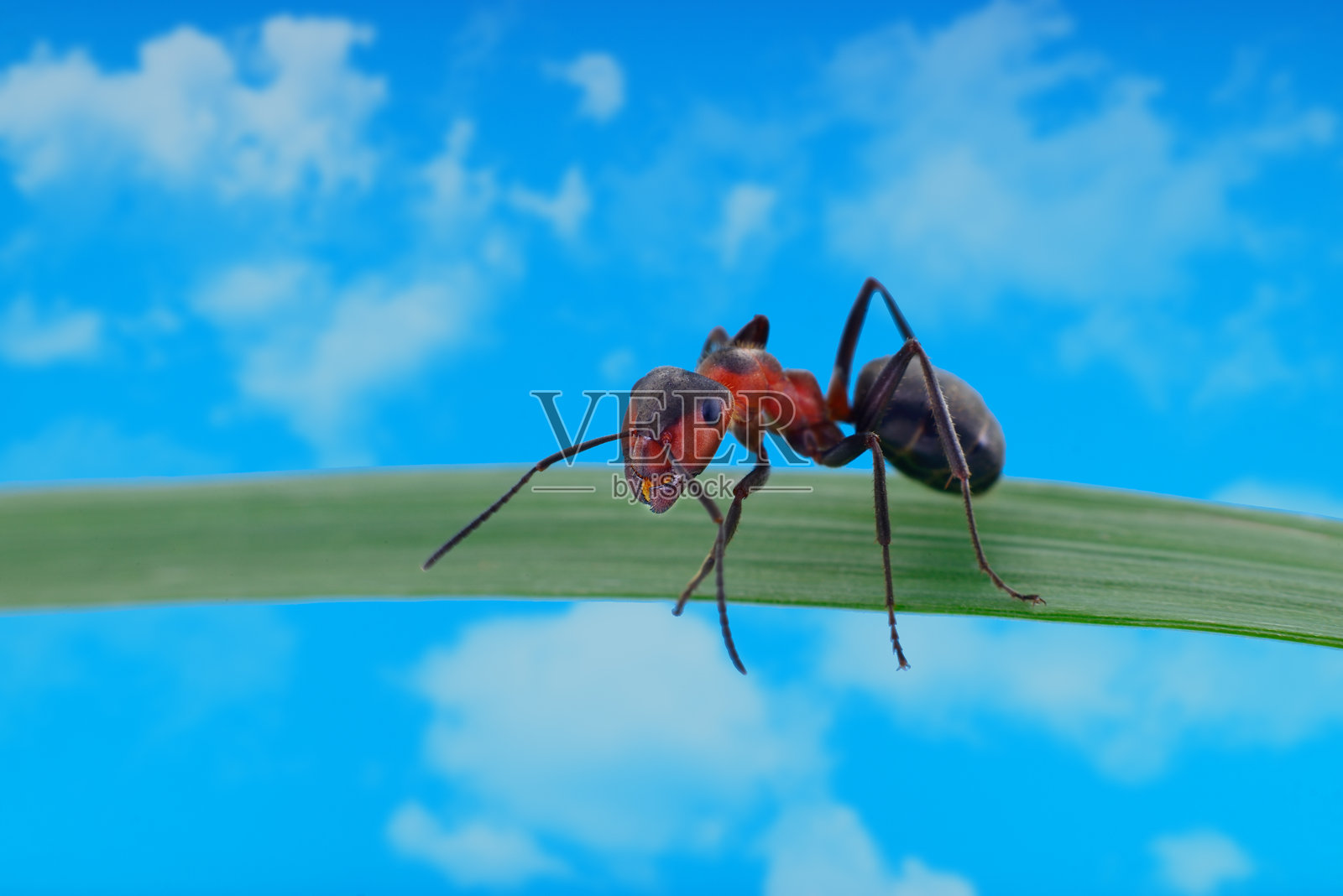 蓝天背景下，一只红木蚁停留在绿叶上照片摄影图片