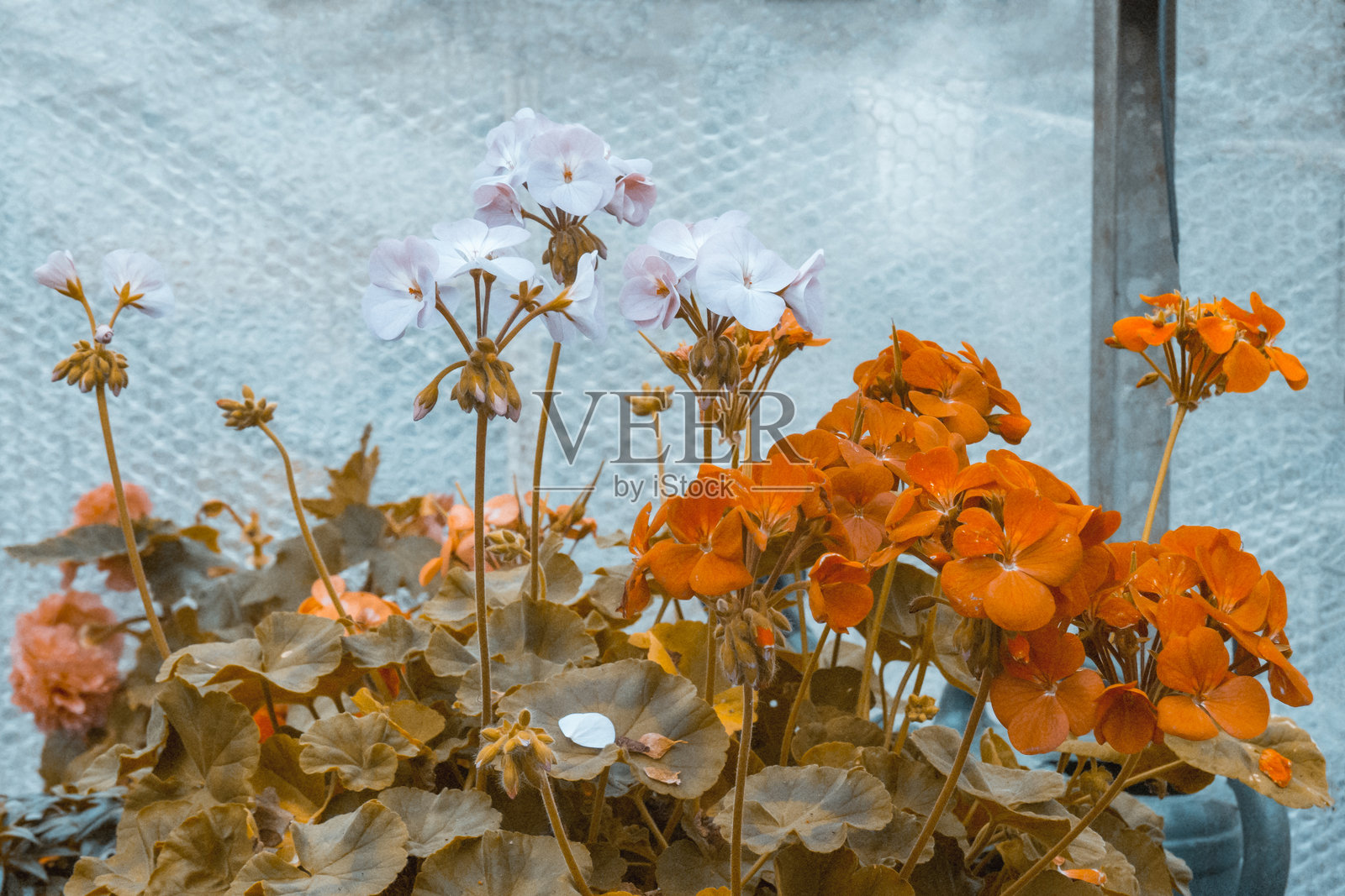 概念花园摄影照片摄影图片