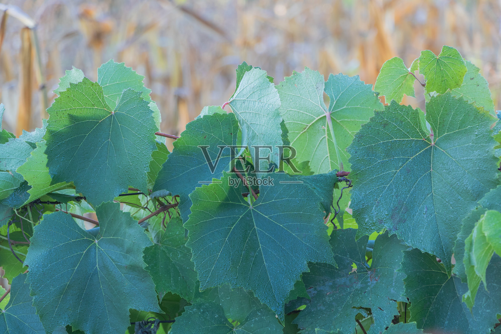 秋季葡萄园中绿色葡萄藤叶片的特写，展现自然纹理、新鲜叶片细节和农业概念照片摄影图片