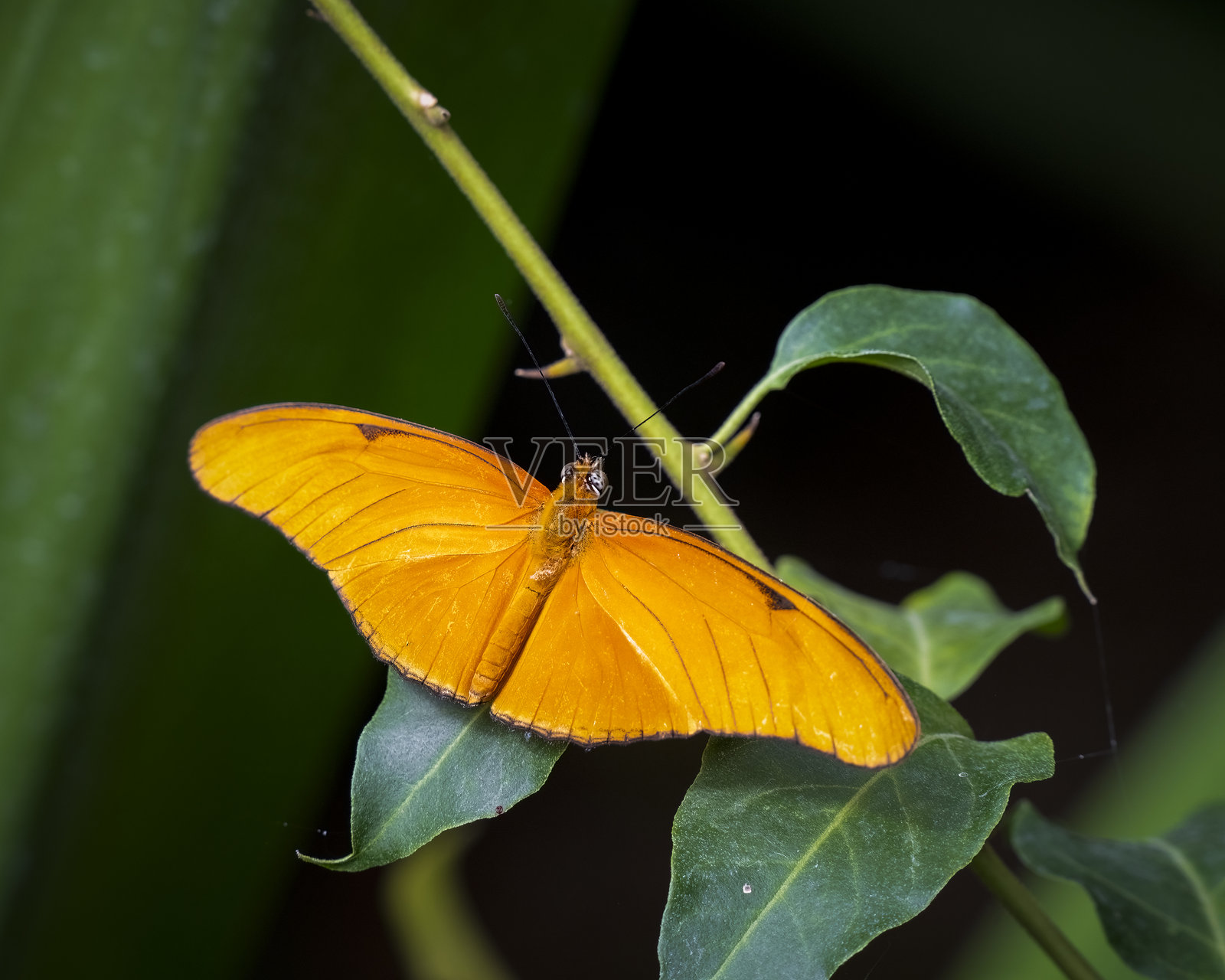 火焰蝴蝶栖息在叶子上照片摄影图片