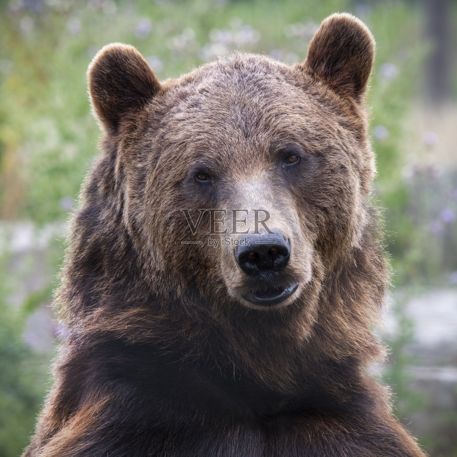 棕熊的特写肖像照片摄影图片