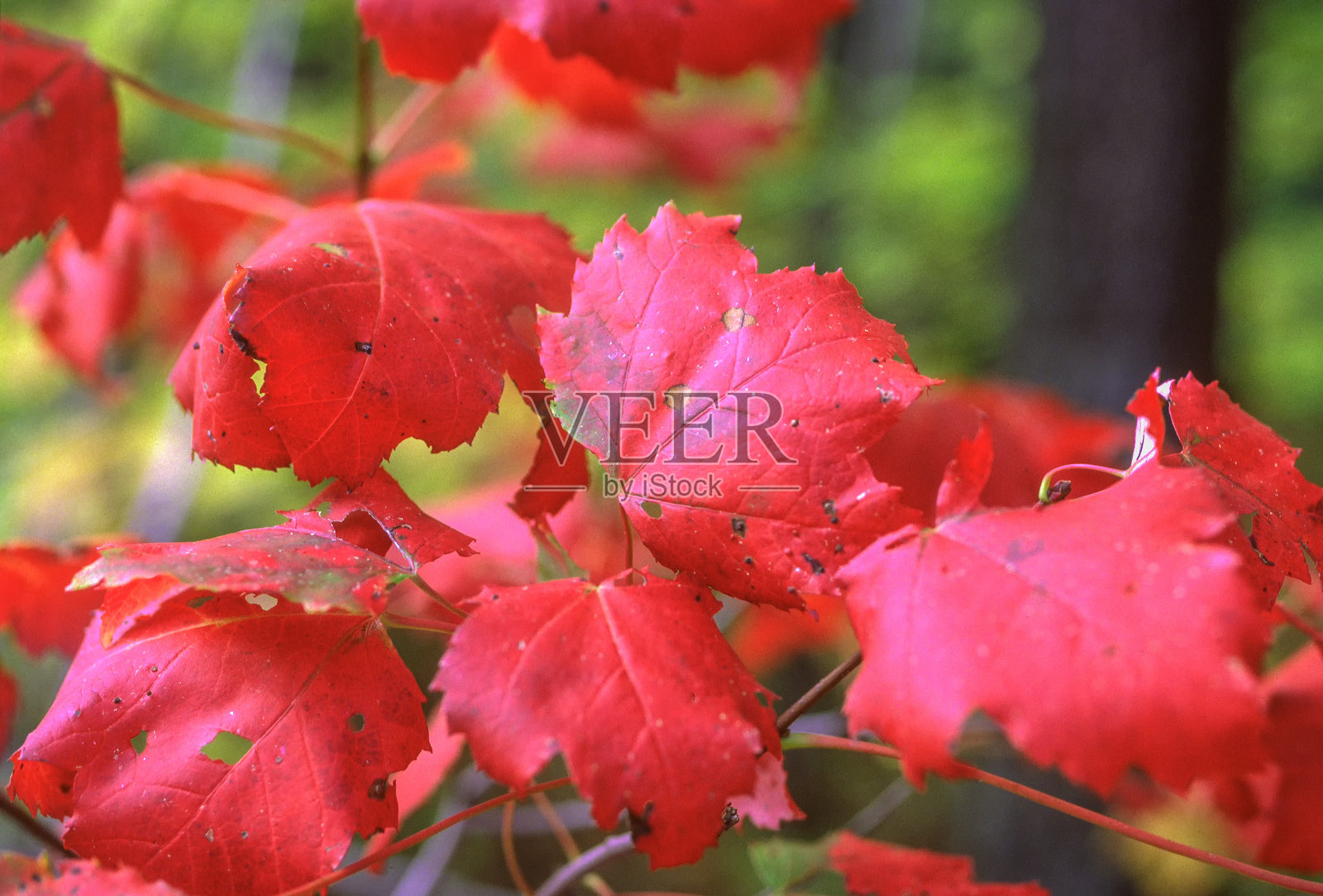秋叶。秋天的色彩。落叶的色彩。照片摄影图片