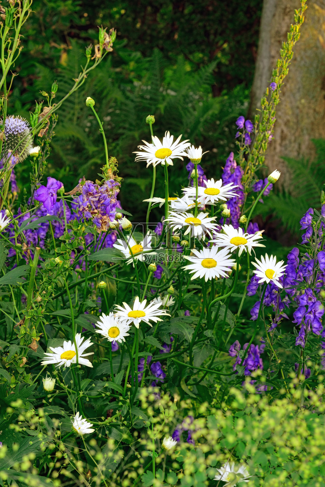 生机勃勃的花园景象，有雏菊和鲜艳的紫花乌头照片摄影图片