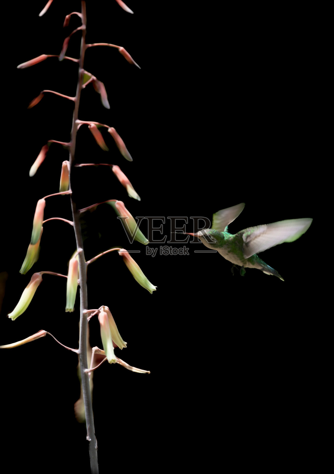 翠绿蜂鸟在空中飞翔时觅食照片摄影图片