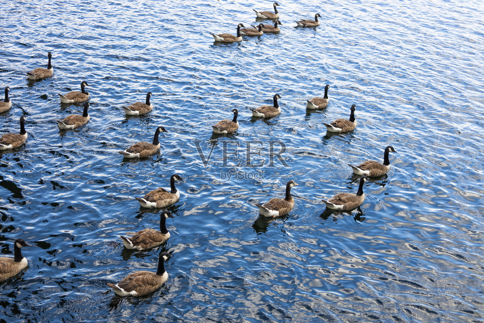 一大群鹅在平静的蓝色水面上，迁徙水禽群在自然栖息地照片摄影图片