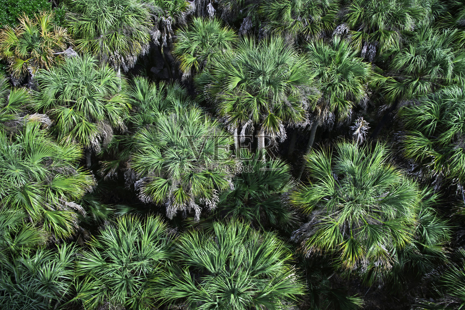 俯视视角下的棕榈树照片摄影图片