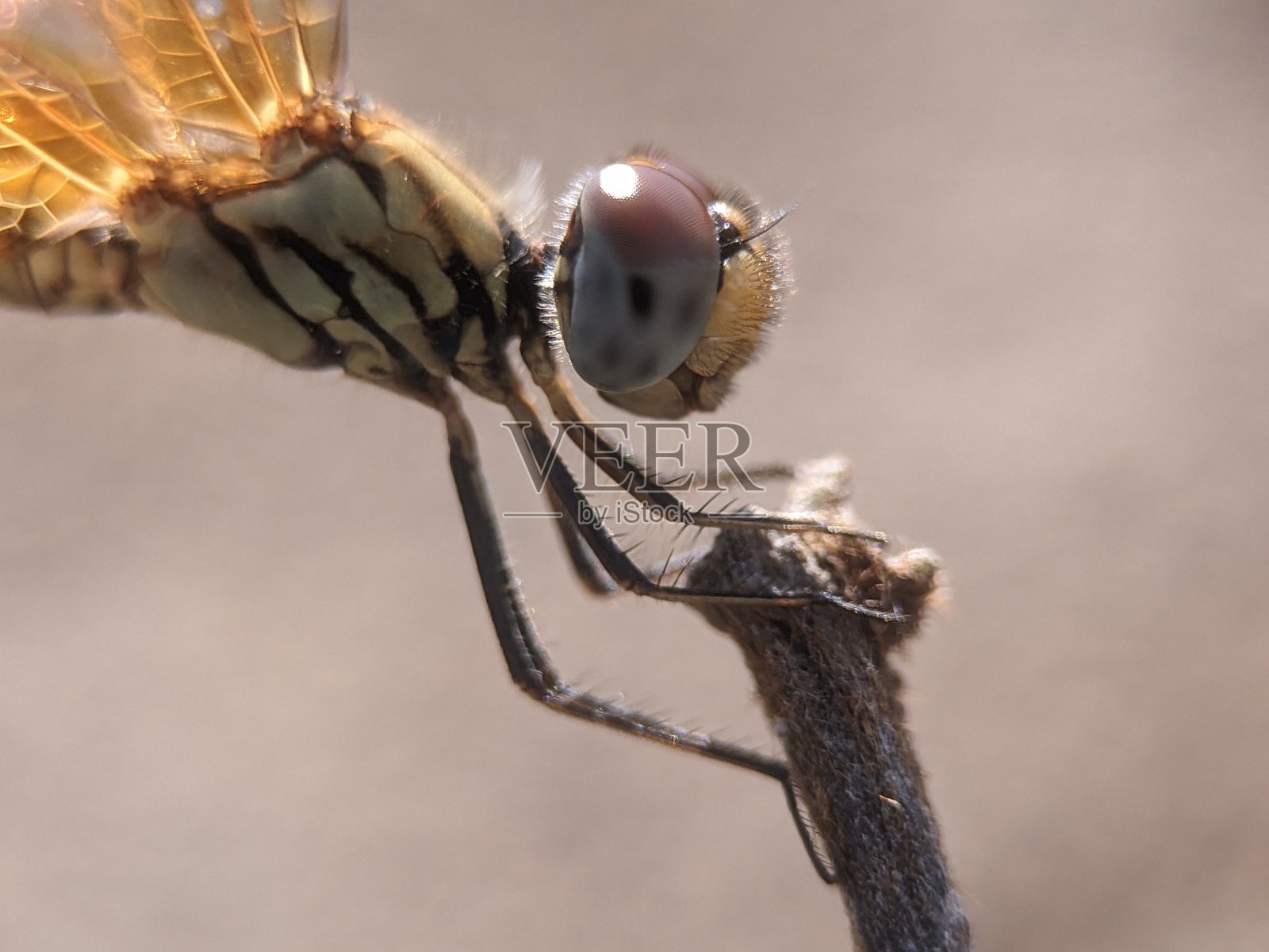 蜻蜓飞照片摄影图片