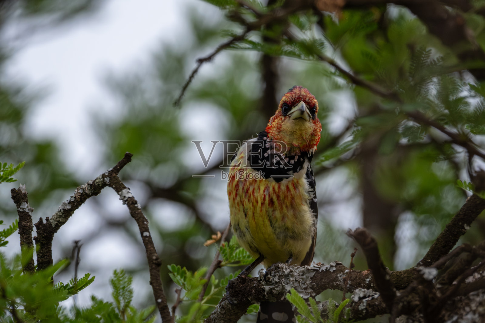 好奇的冠斑犀鸟照片摄影图片