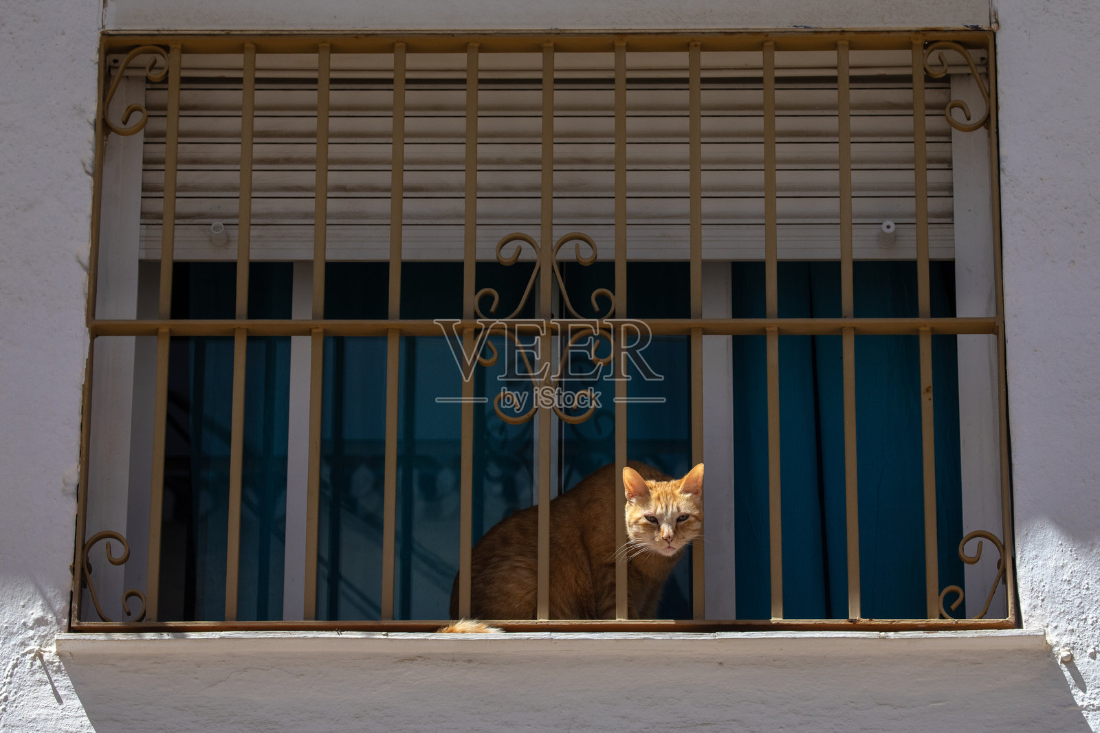 西班牙贝纳尔马德纳的猫照片摄影图片