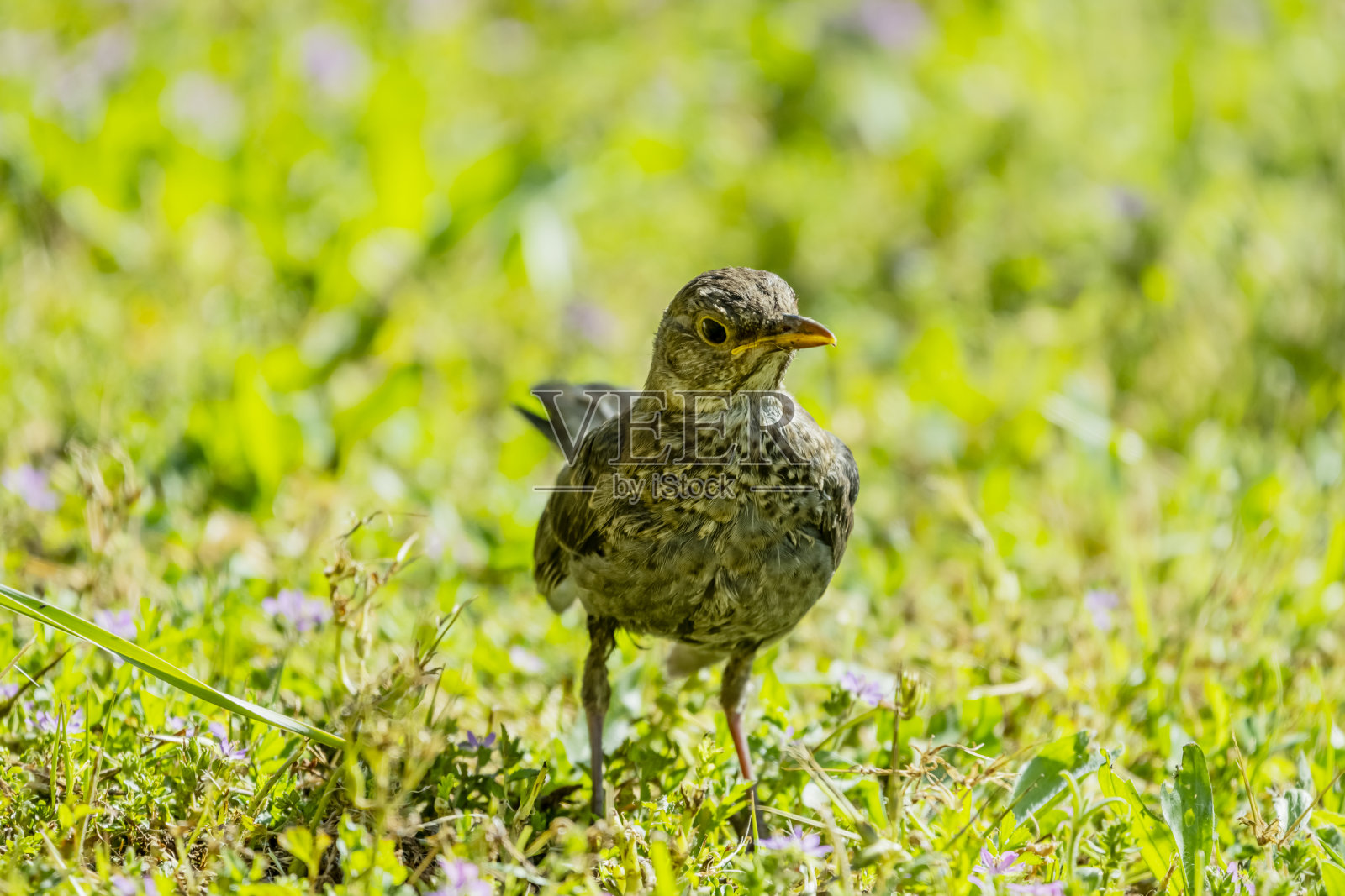 乌鸫是鸫科中的一种雀形目鸟类照片摄影图片