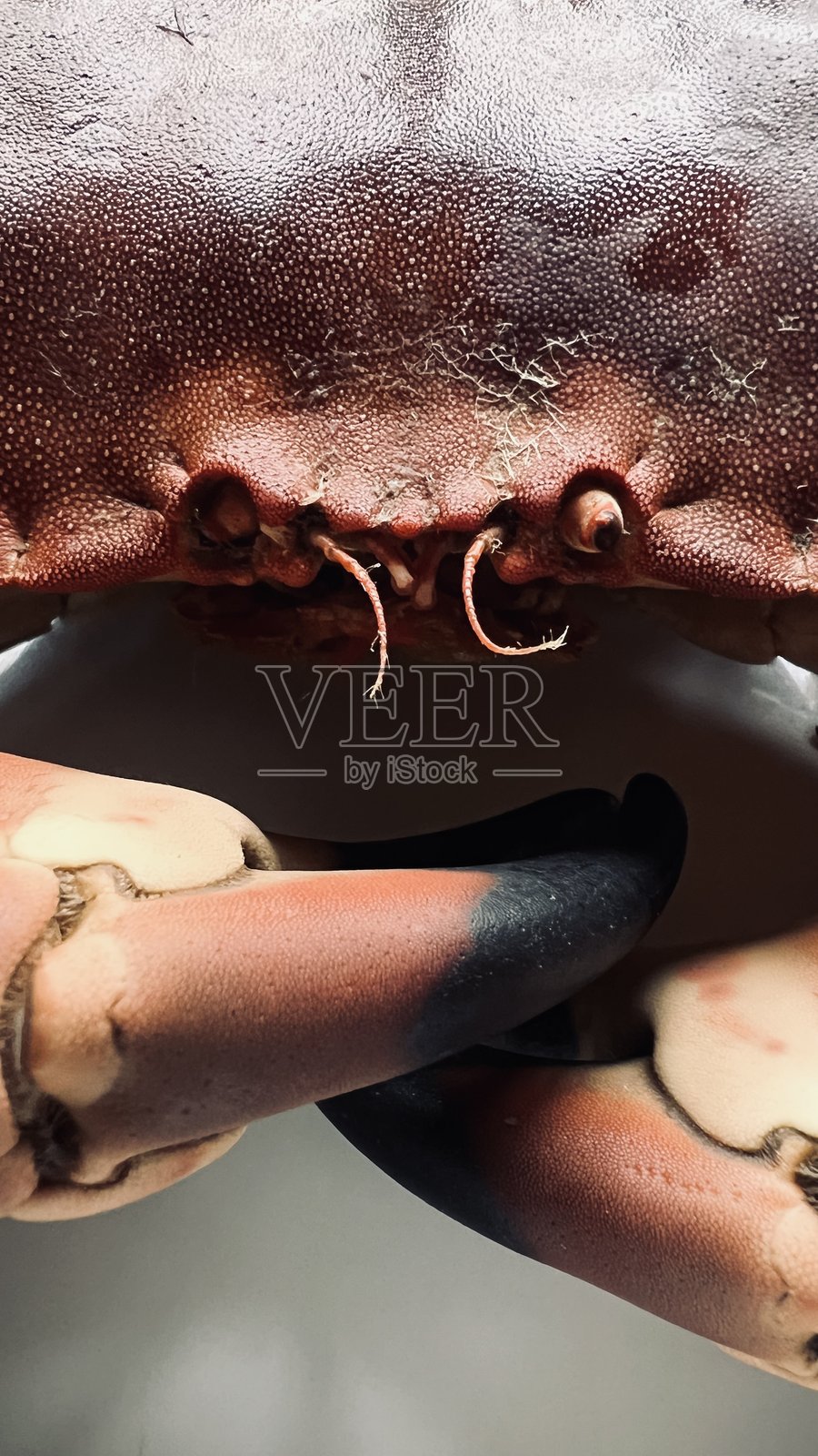 盘子里的巨型螃蟹，爪子和外壳特写。照片摄影图片