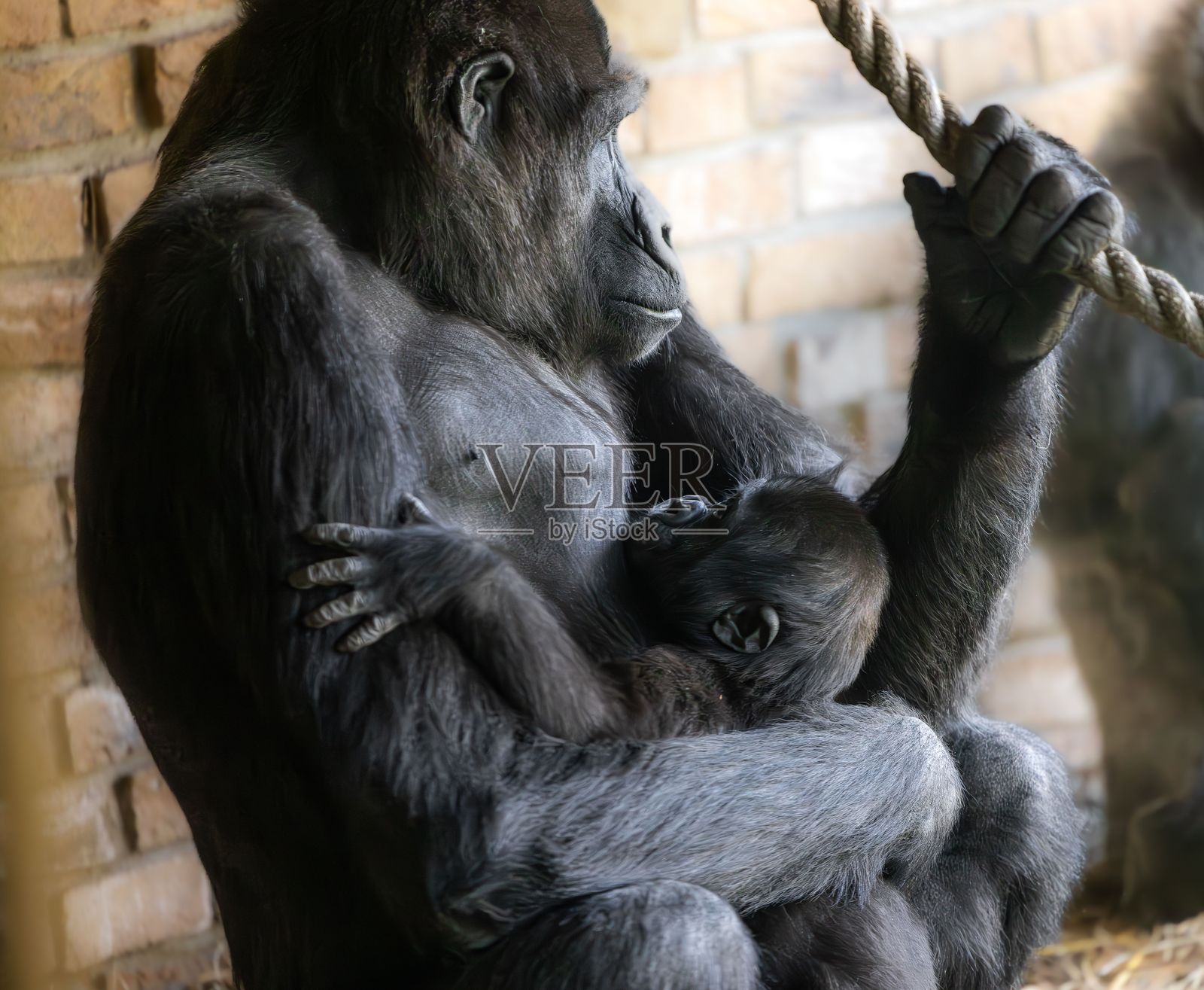 大猩猩母子在动物园围场中亲密互动。照片摄影图片
