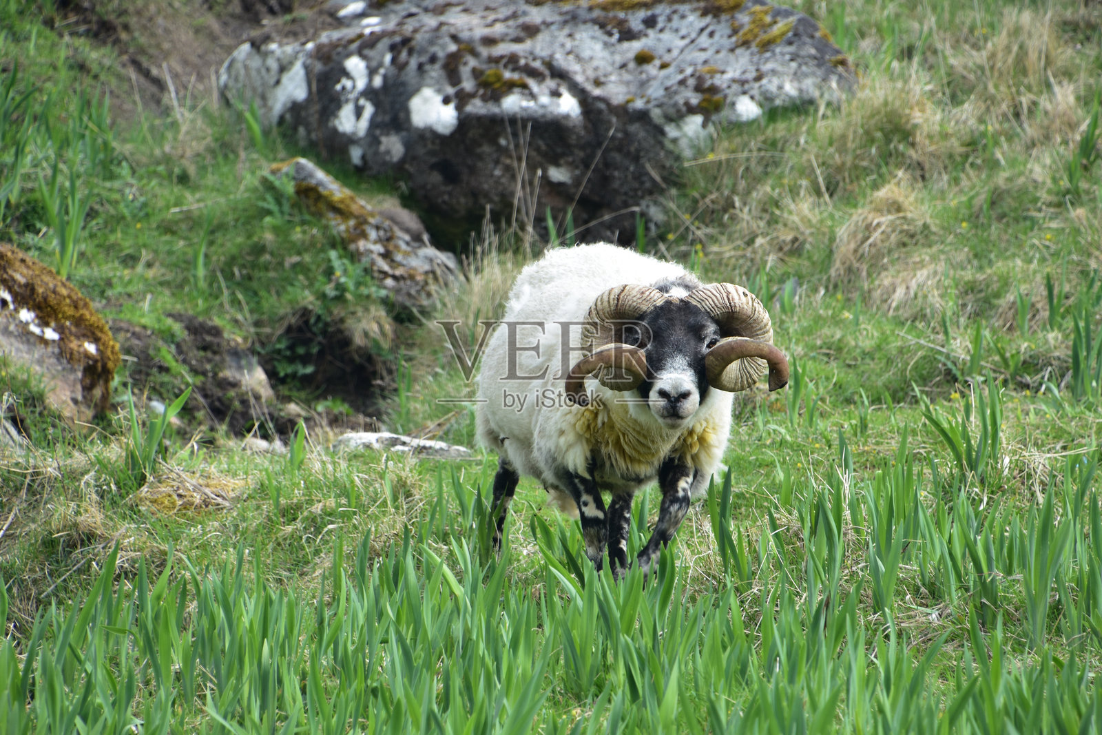 苏格兰黑面羊在田野里悠闲地漫步照片摄影图片