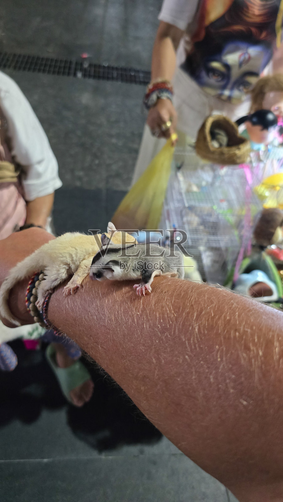 一只可爱的蜜袋鼯停在手臂上，背景是泰国曼谷热闹的夜市景象照片摄影图片