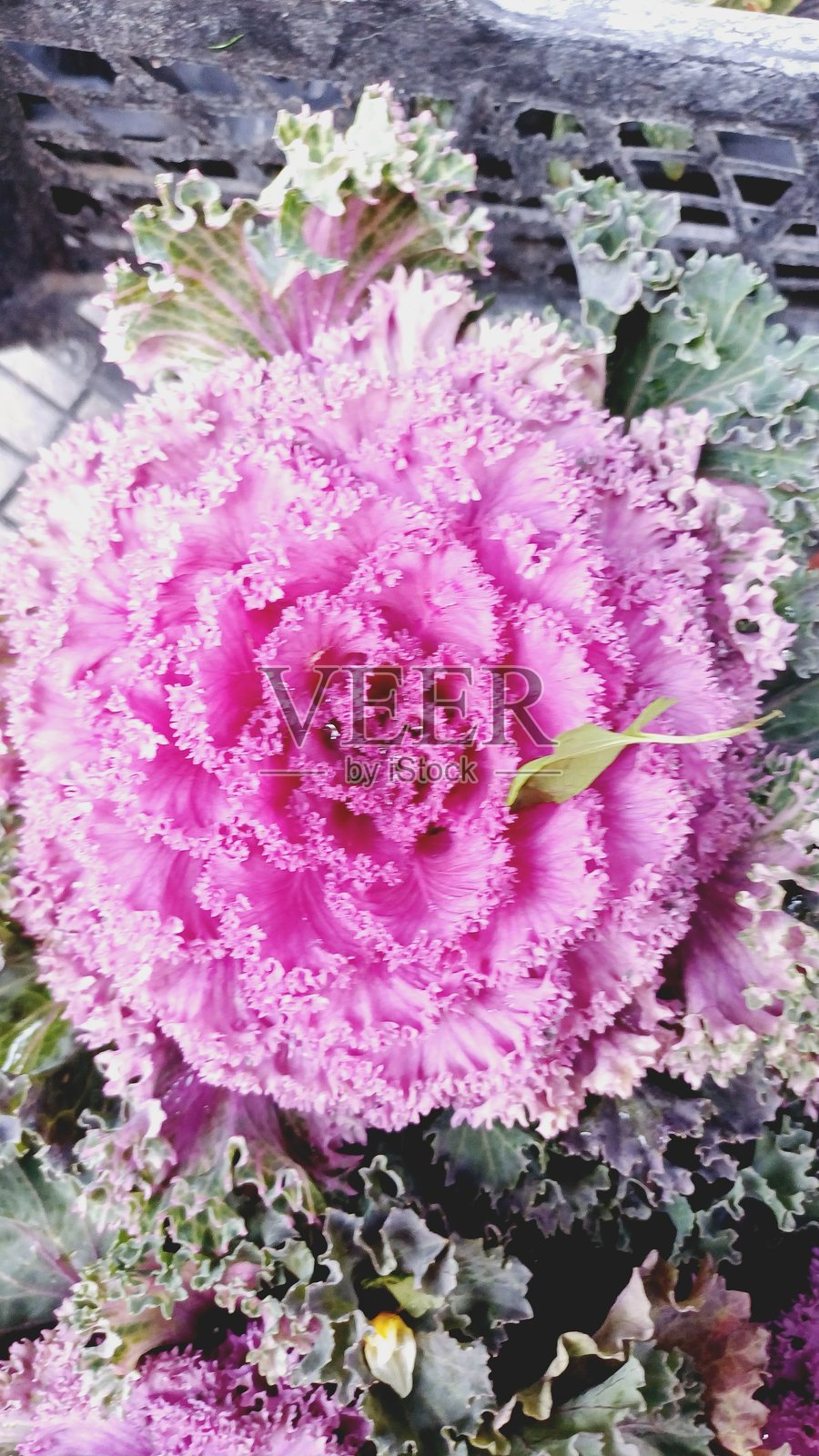 花照片摄影图片