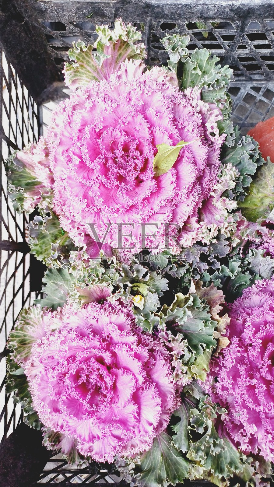 花照片摄影图片