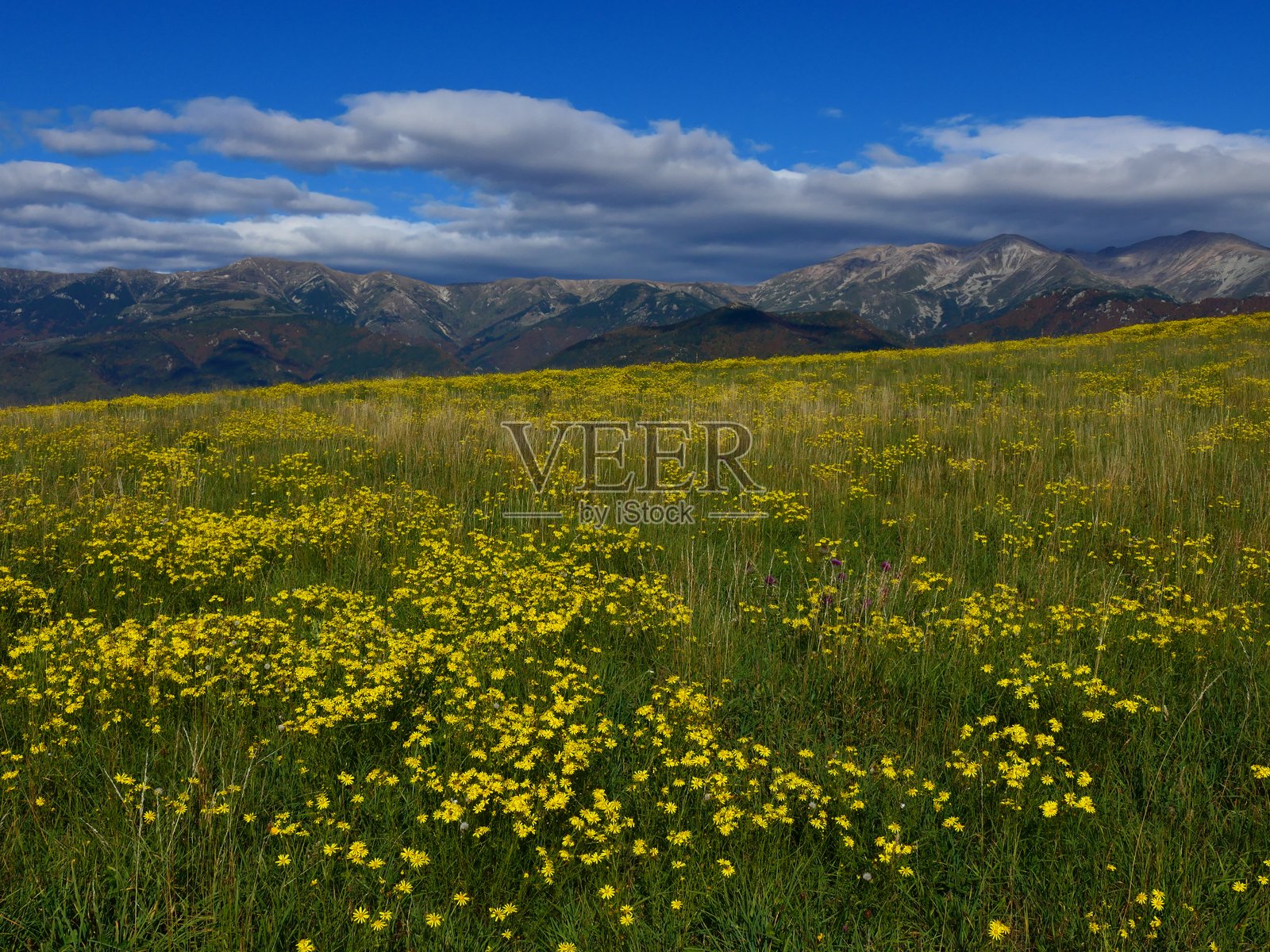 秋日繁花草甸，位于东比利牛斯山脉的卡尼古山团上方，普拉茨-德莫洛附近，朝向塞耶山口。照片摄影图片