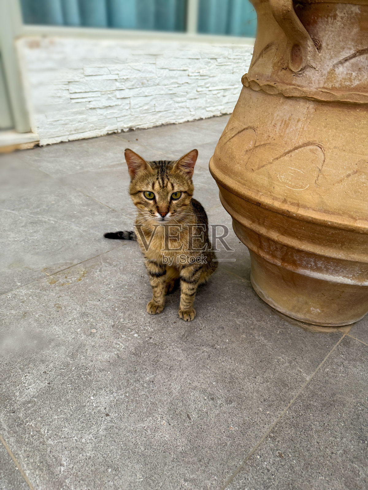 好奇的虎斑猫在陶罐旁照片摄影图片