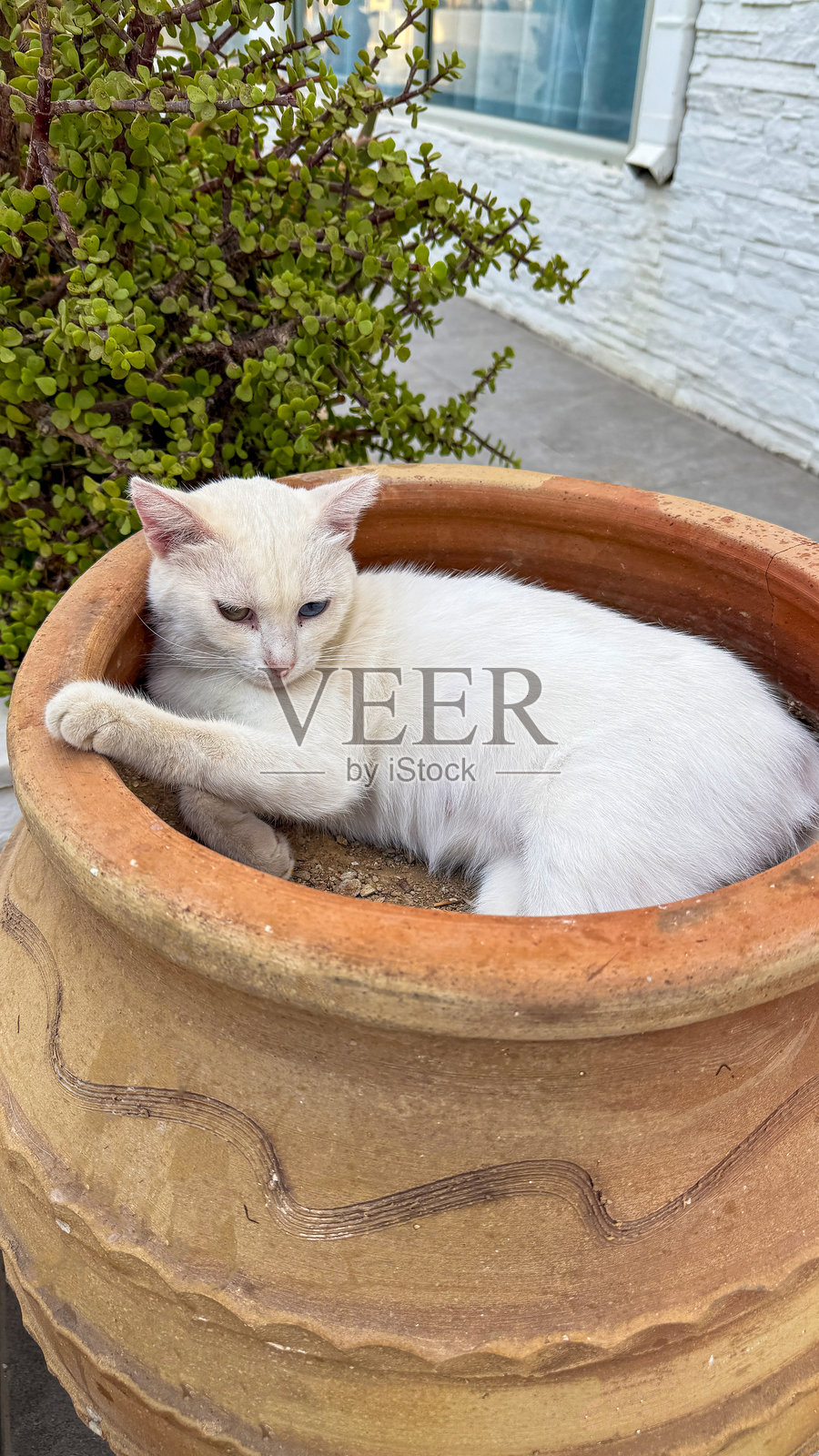 可爱的白色小猫安详地睡着照片摄影图片