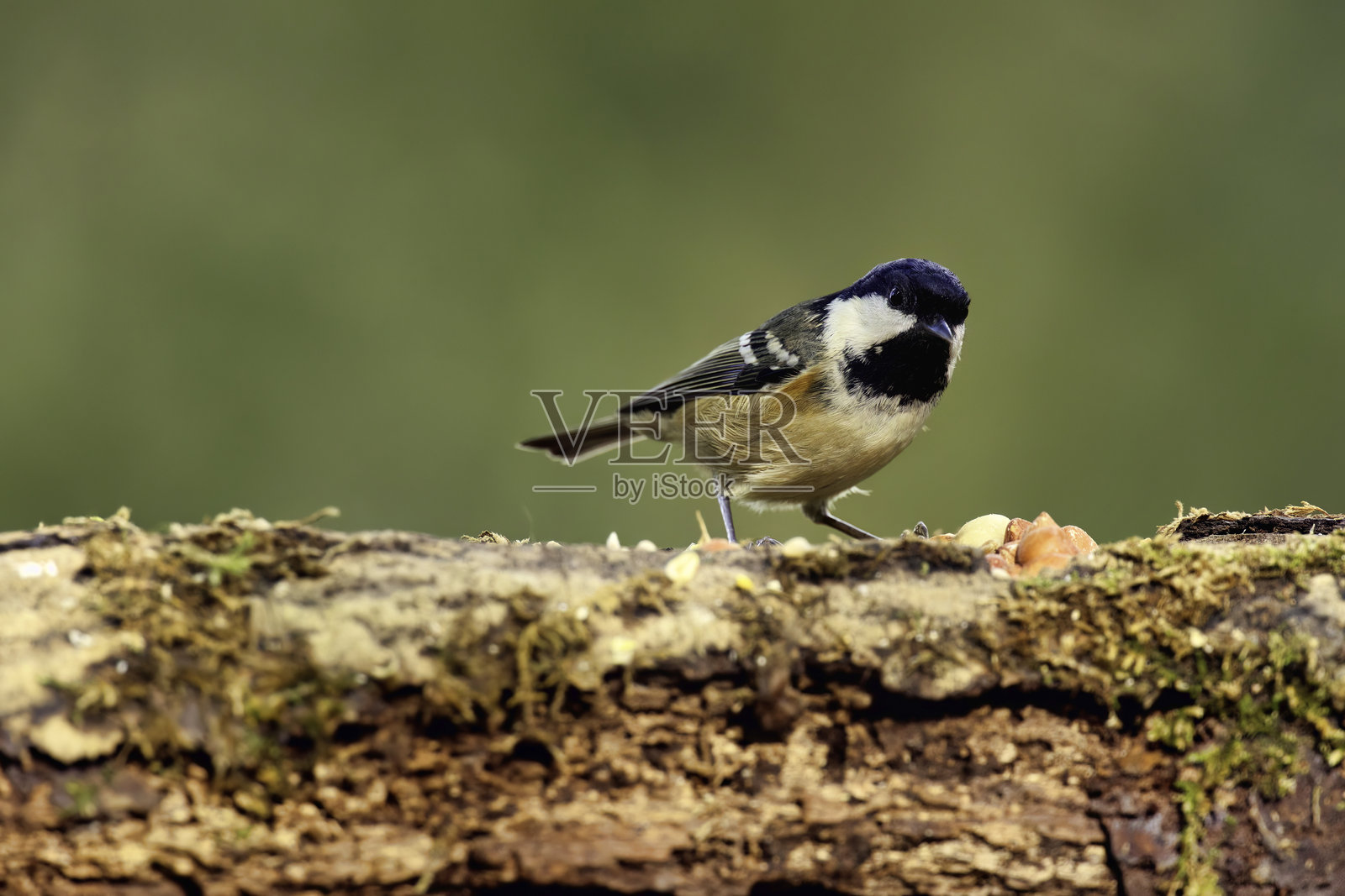 煤山雀栖息在旧木头上照片摄影图片