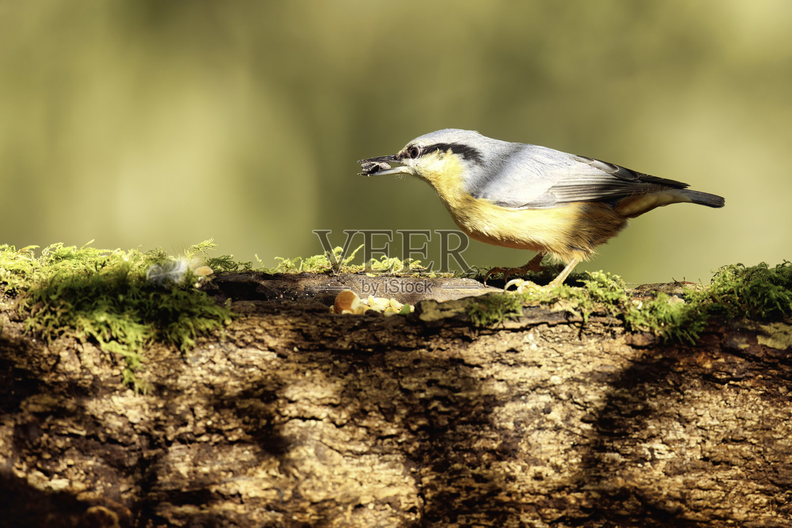 一只鹪鹩在斑驳的阳光下吃种子照片摄影图片