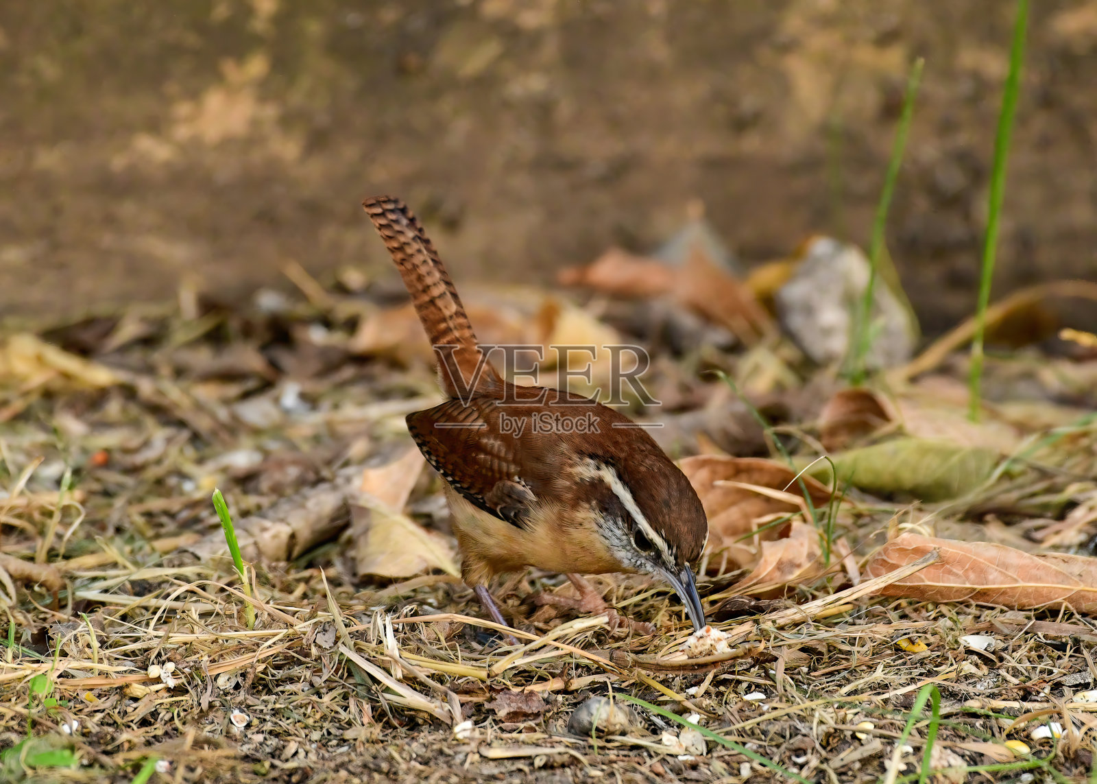 卡罗来纳鹪鹩照片摄影图片