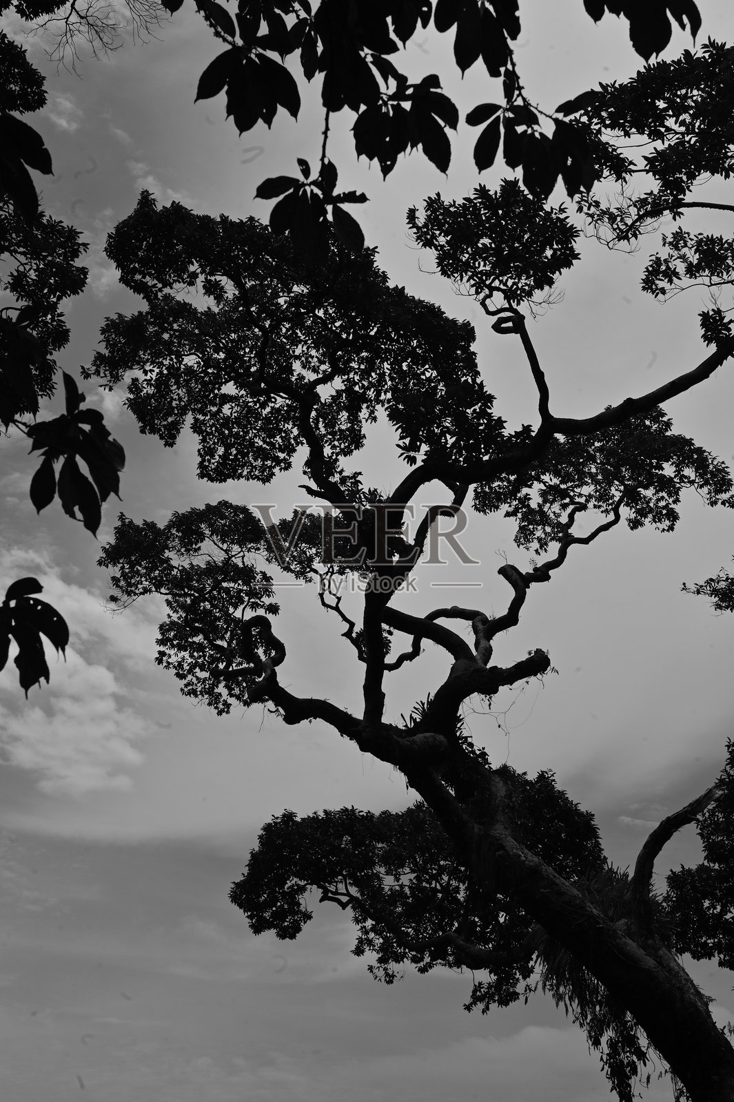 树木之美照片摄影图片