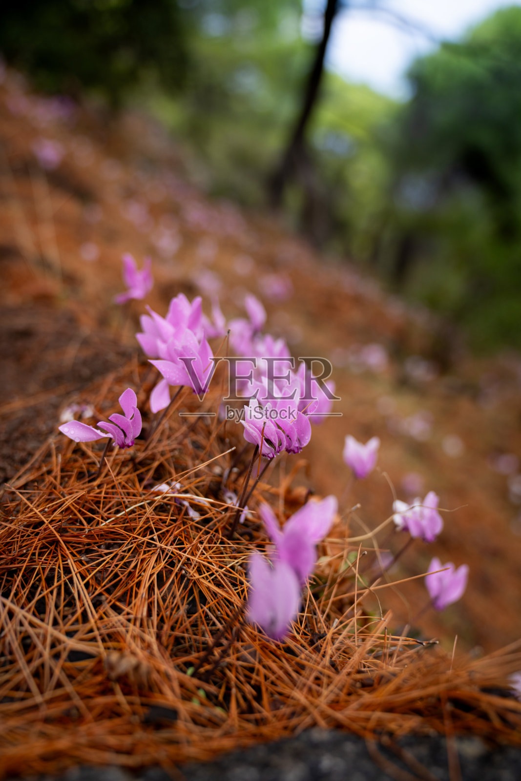 山坡上，在干燥的松针上，鲜艳的粉色野生仙客来花照片摄影图片
