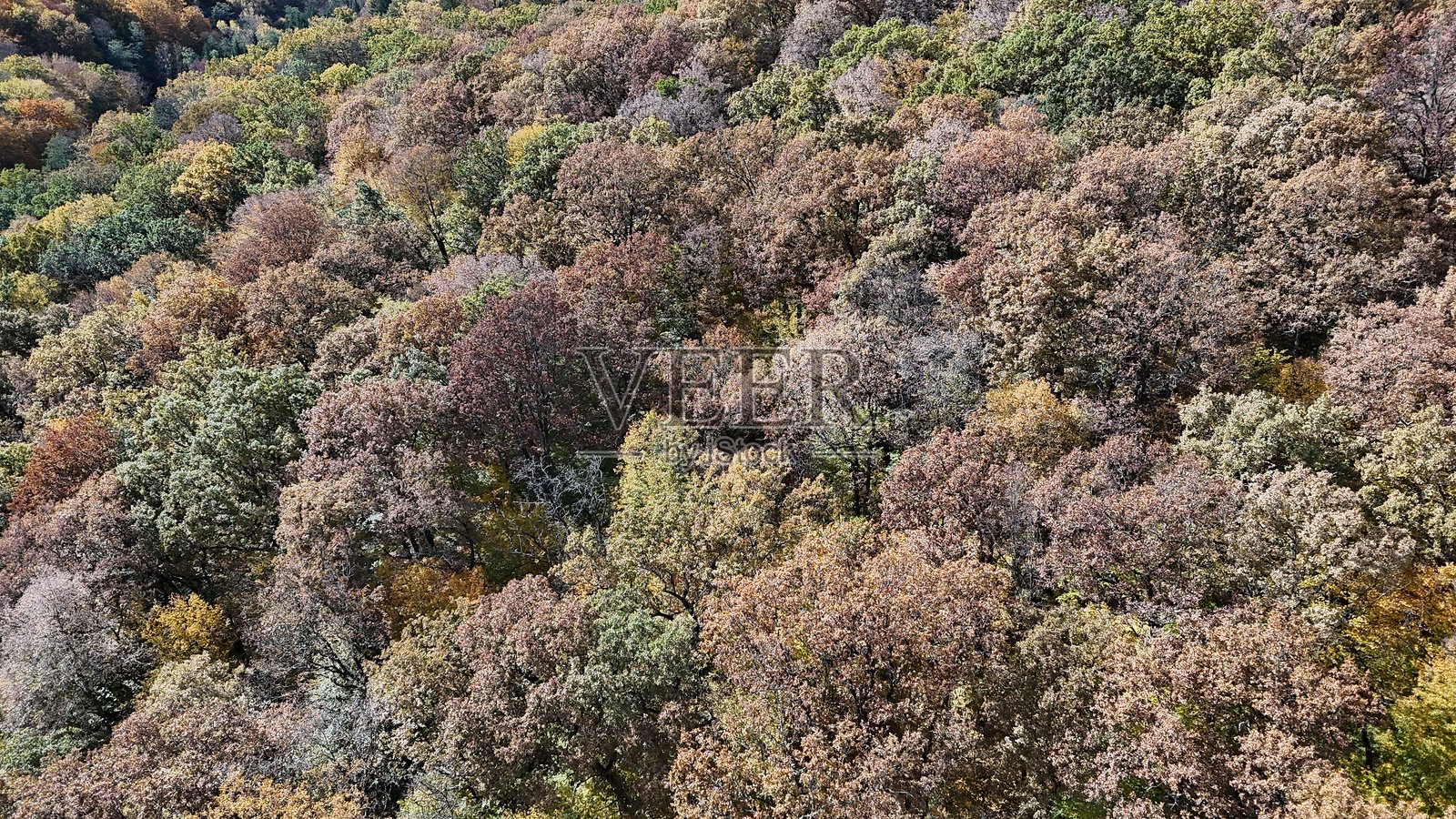 无人机航拍的五彩秋季森林树木，季节元素照片摄影图片