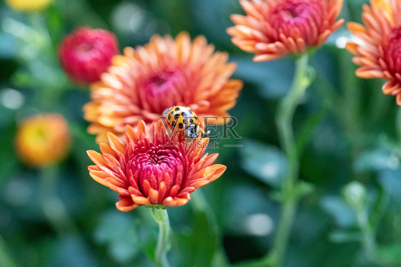 橙色花朵上的瓢虫照片摄影图片
