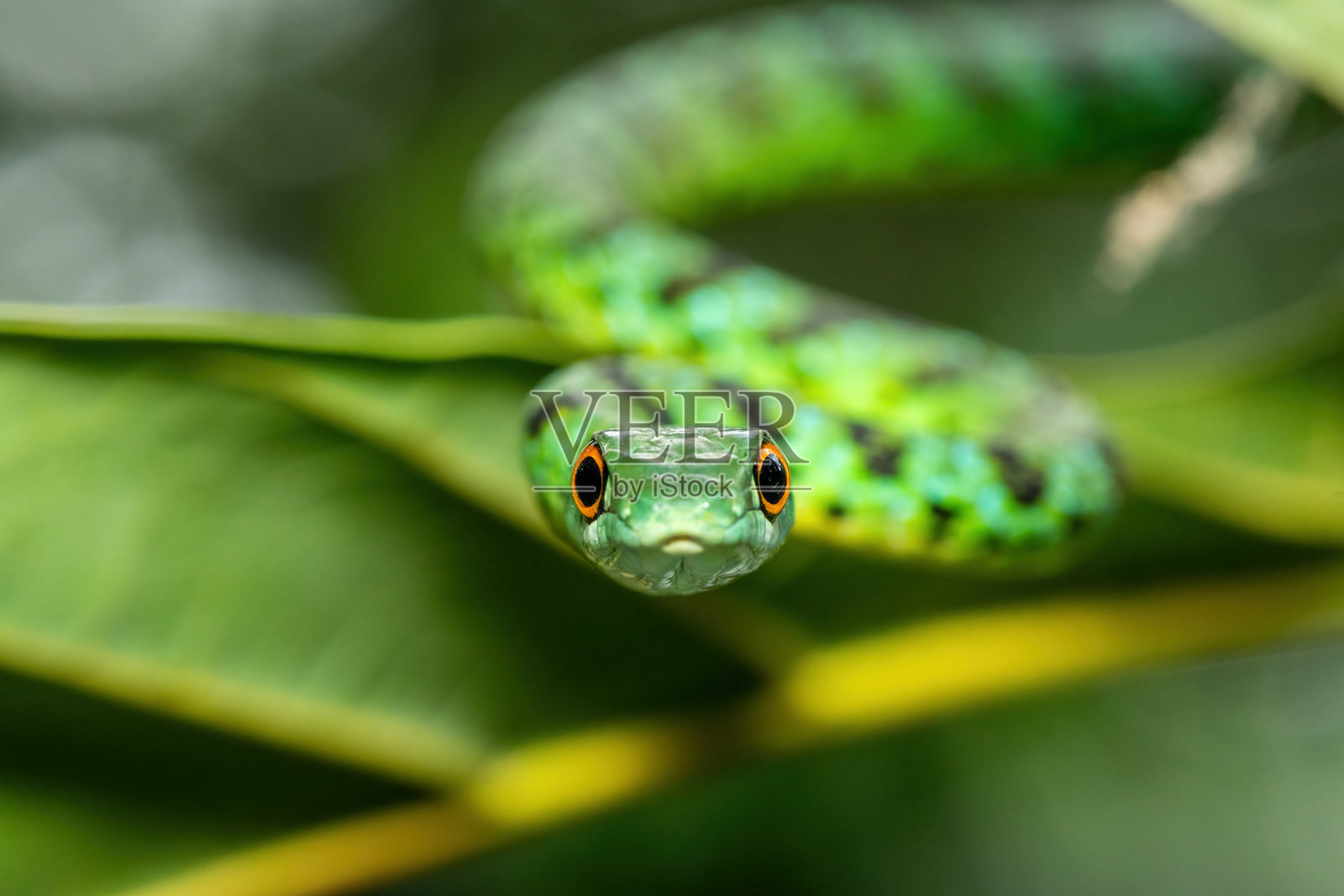 一只可爱的斑点树蛇（Philothamnus semivariegatus）照片摄影图片