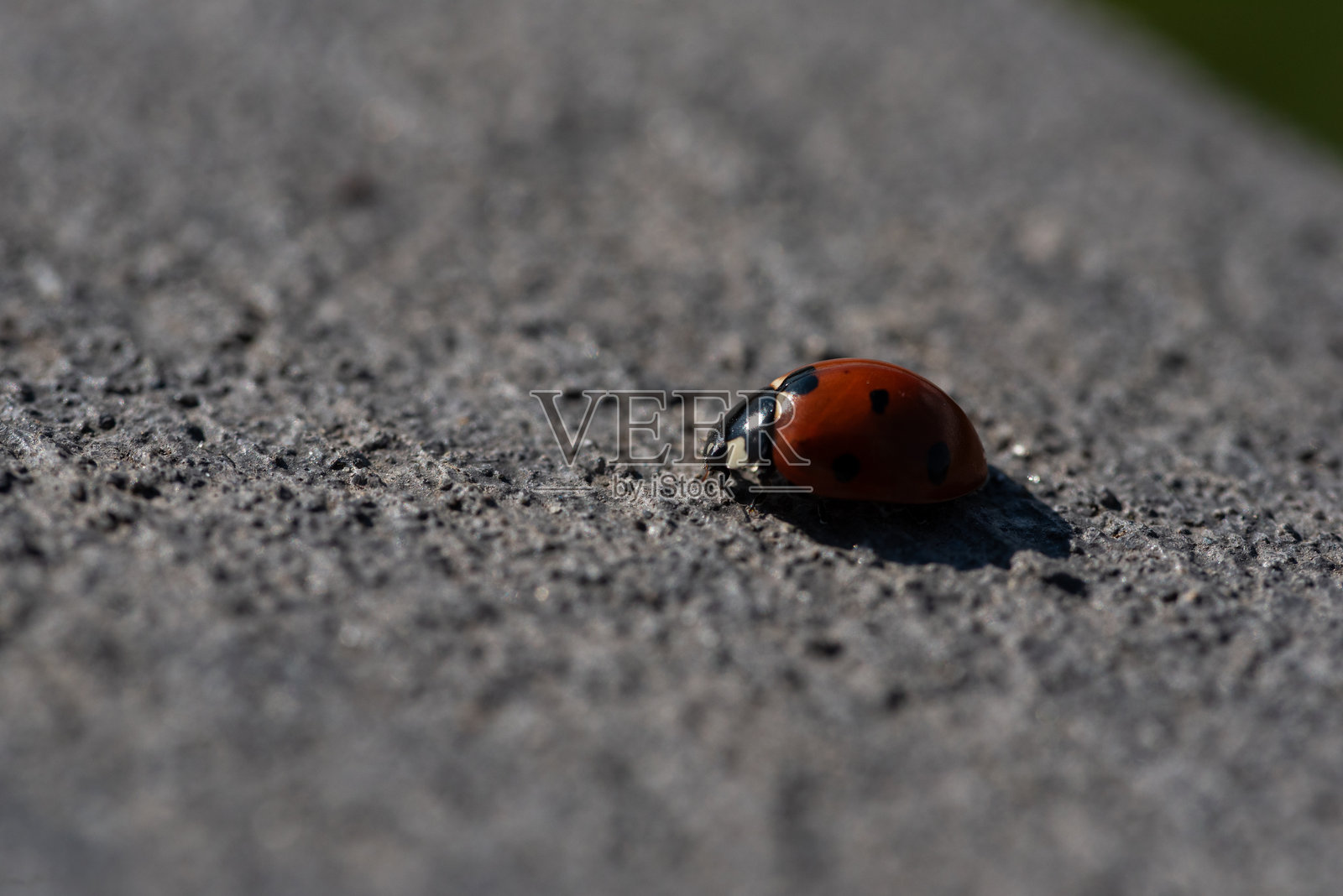 阳光下，七星瓢虫在混凝土地面上照片摄影图片