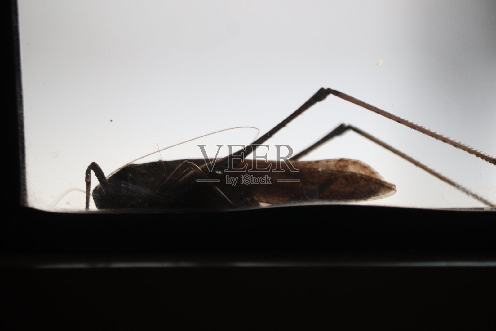 卢伯蚱蜢（恶魔的马）照片摄影图片