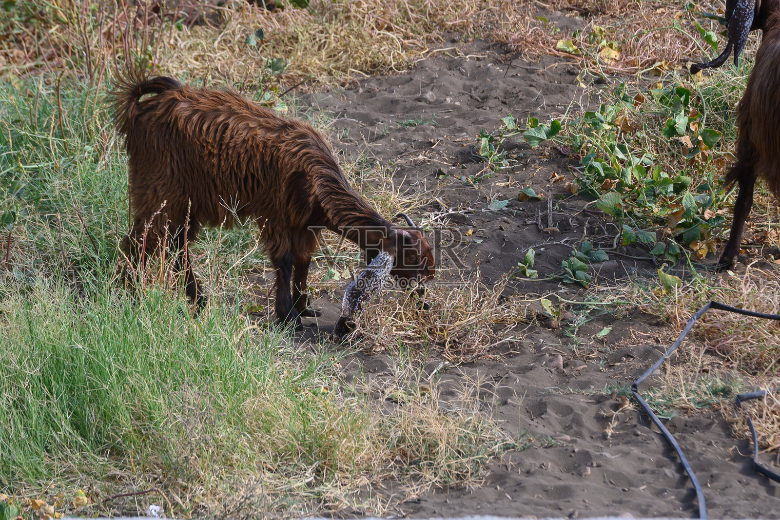 黑塞浦路斯山羊在牧场上吃草照片摄影图片