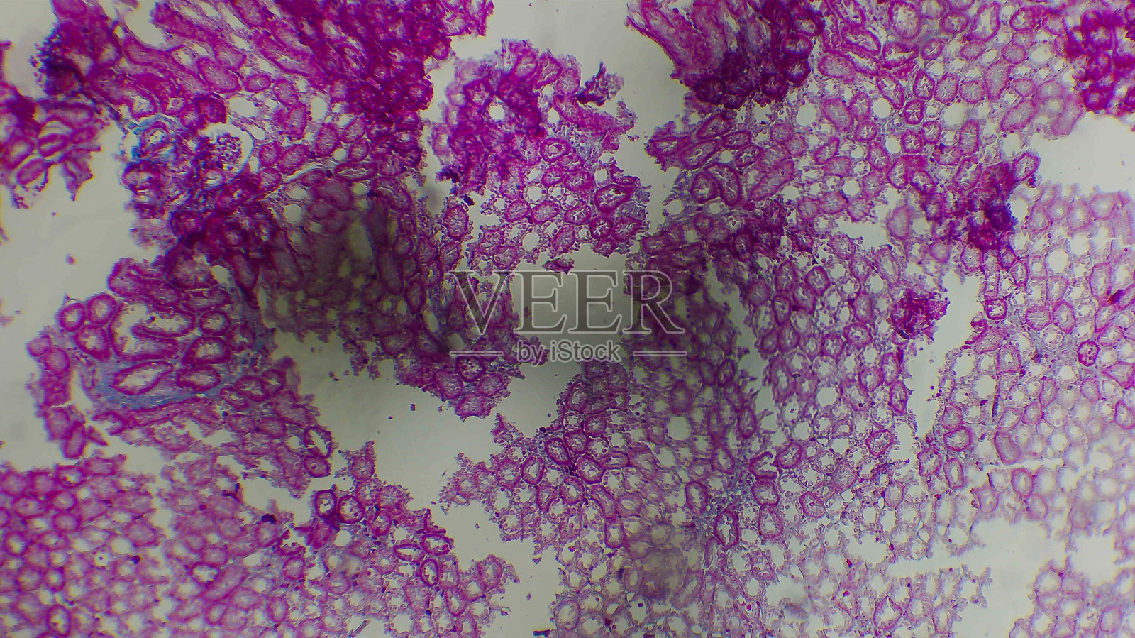 染色植物组织的显微镜视图照片摄影图片