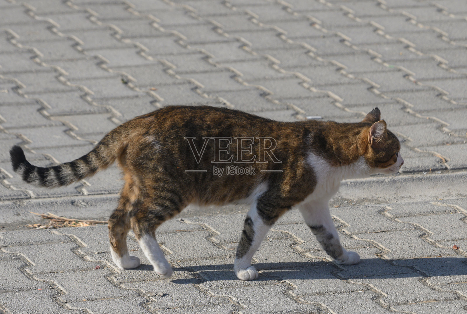条纹猫在居民区行走照片摄影图片