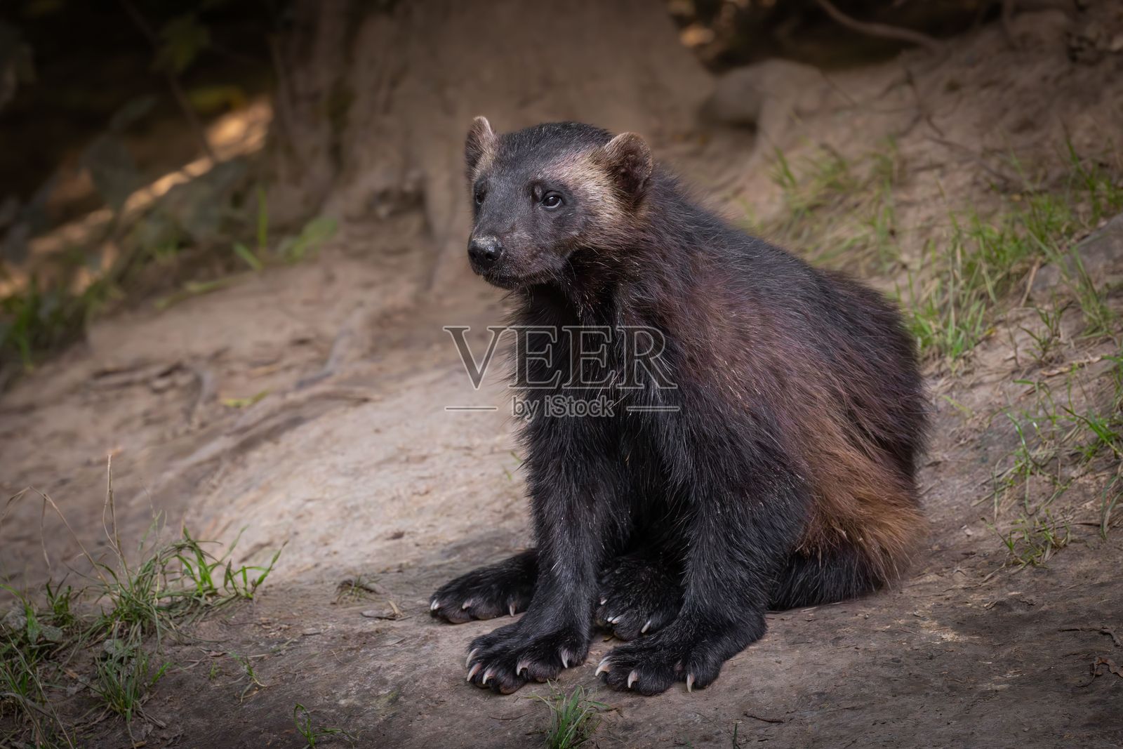狼獾在其自然栖息地照片摄影图片