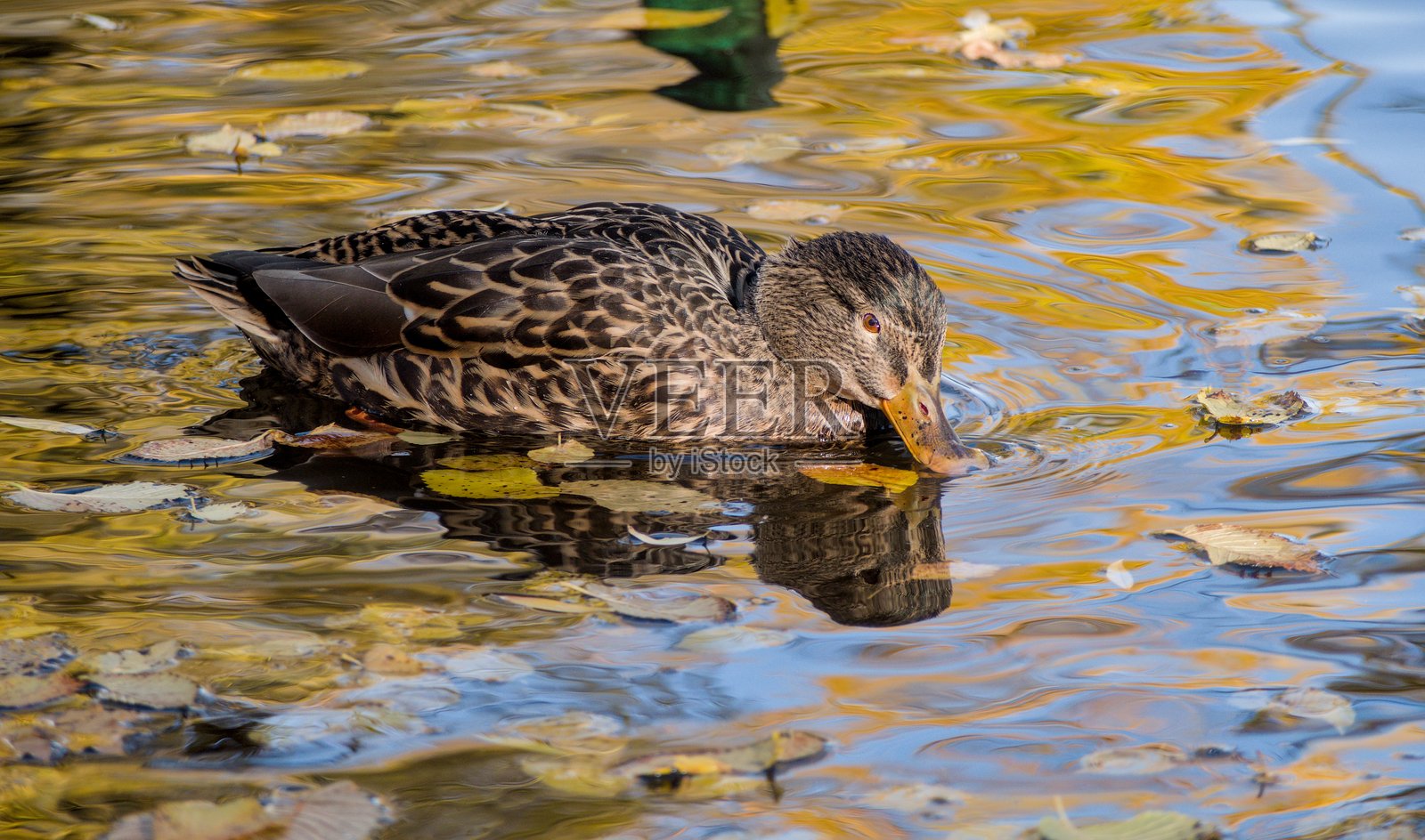 一只雌性绿头鸭将喙伸入平静的池塘饮水，池塘中有美丽的水面倒影照片摄影图片
