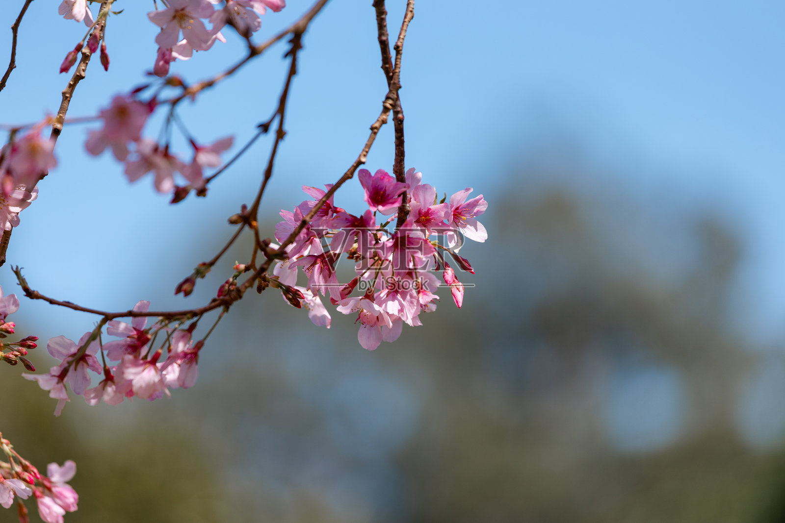 樱花照片摄影图片
